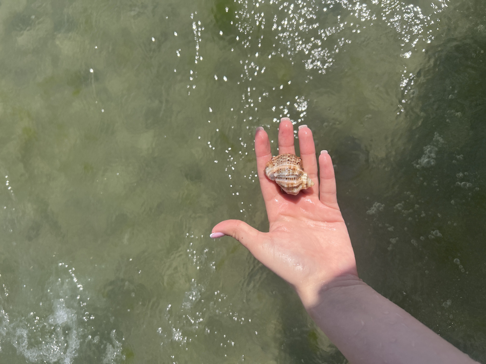 A person's left hand is held palm-up in shallow, green water. A single, small, striped seashell rests on the palm. The water has numerous small, bright reflections and some bubbles. The hand and arm are wet, with water droplets visible. The background is mostly out of focus, showing more of the water and reflections. The location is Unknown, Unknown.