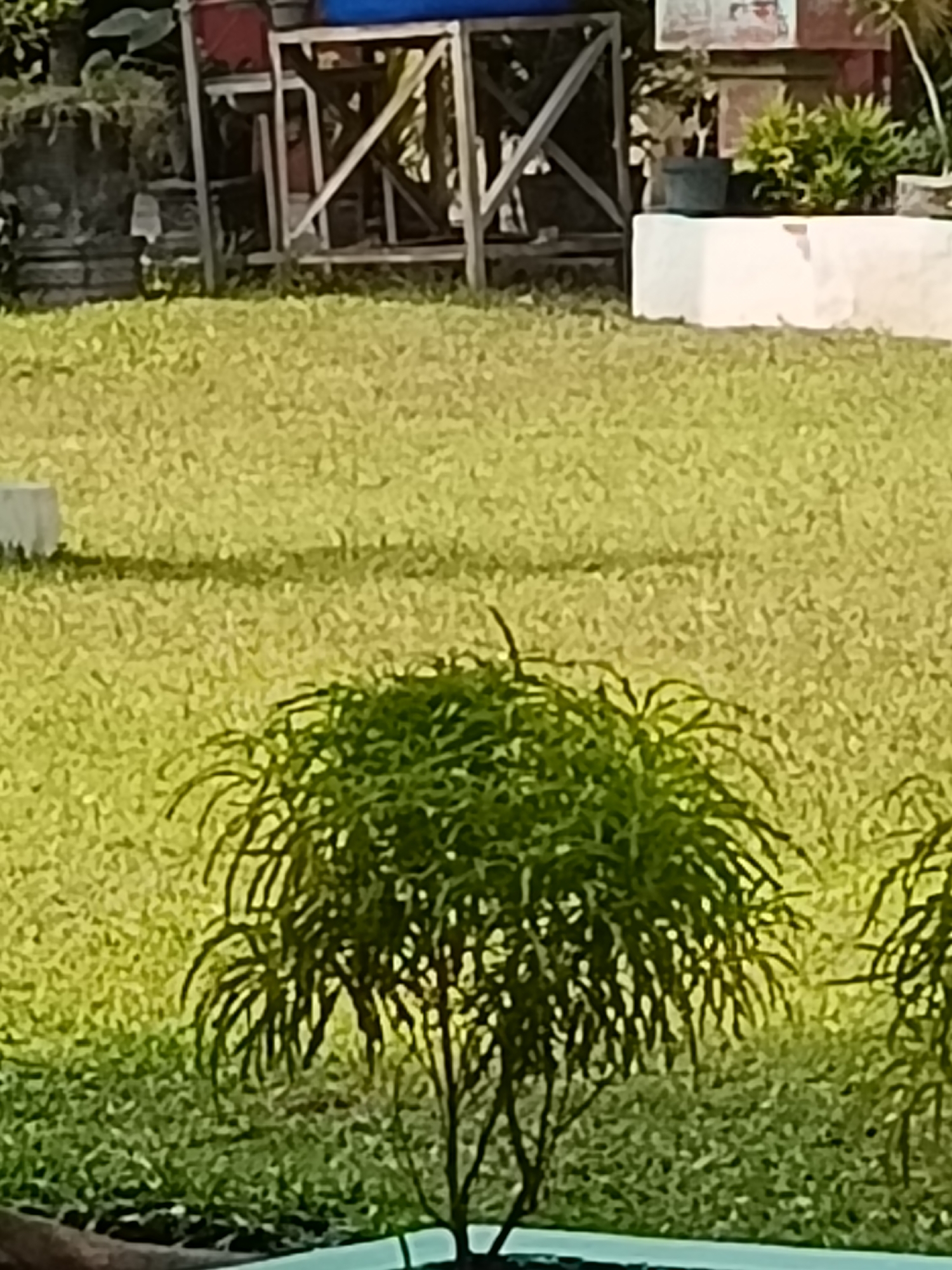 The image depicts an outdoor scene with lush green grass dominating the foreground and mid-ground. A small, leafy green tree with thin branches is centrally located in the foreground, appearing to be in a planter. In the background, there is a white concrete structure, a dark wooden structure with diagonal supports, and some potted plants. The overall impression is of a well-maintained garden or park area. The image is too blurry to identify any specific landmarks or ascertain the exact location within Kediri City, Indonesia. There are no people or animals visible in the image.