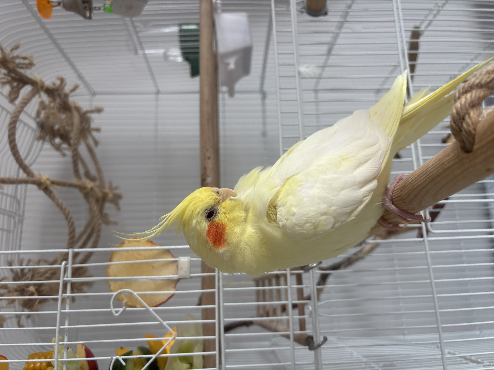 A yellow cockatiel with red cheeks perches upside down on a wooden bar inside a white metal cage. The cage also contains a rope toy, food, and water. The location is not discernable from the provided image.