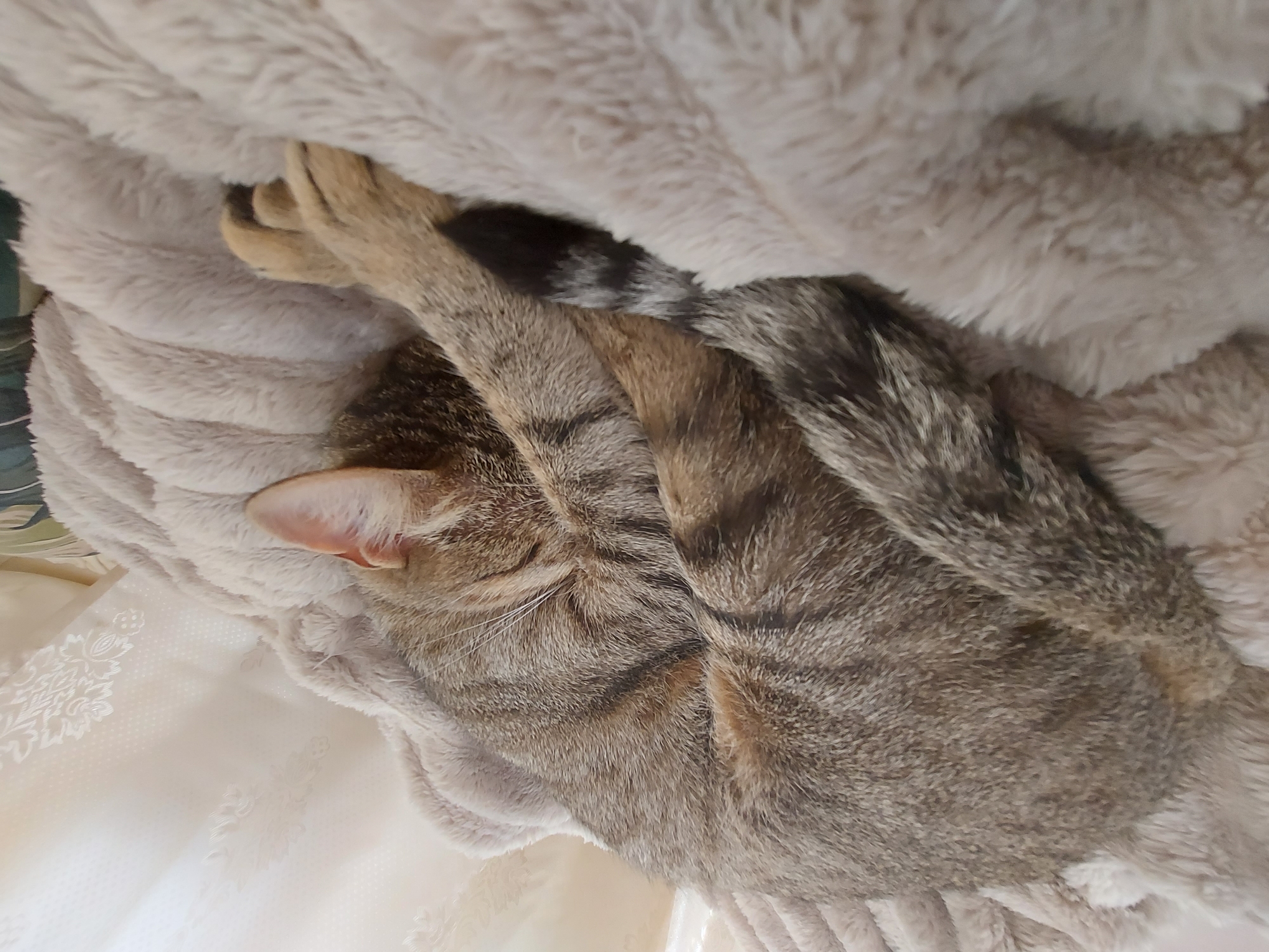 An indoor scene located in Shumen, Bulgaria, presents a domestic tabby cat sleeping soundly. The cat is curled tightly on a light beige, fluffy blanket with a visible textured pattern. Its fur is predominantly greyish-brown with distinct dark stripes. The head is tucked, largely obscuring the face, though a light pink internal part of an ear is visible on the right side of the image. One front paw, covered in light brown fur, rests near the cat's curled body. The tail, characterized by dark banding and a solid dark tip, is wrapped around the cat. The background reveals a cream-colored curtain featuring a subtle, raised decorative pattern. To the far right, a narrow strip of striped fabric, consistent with upholstery or a pillow, is visible. The scene is illuminated by soft, diffused ambient light.