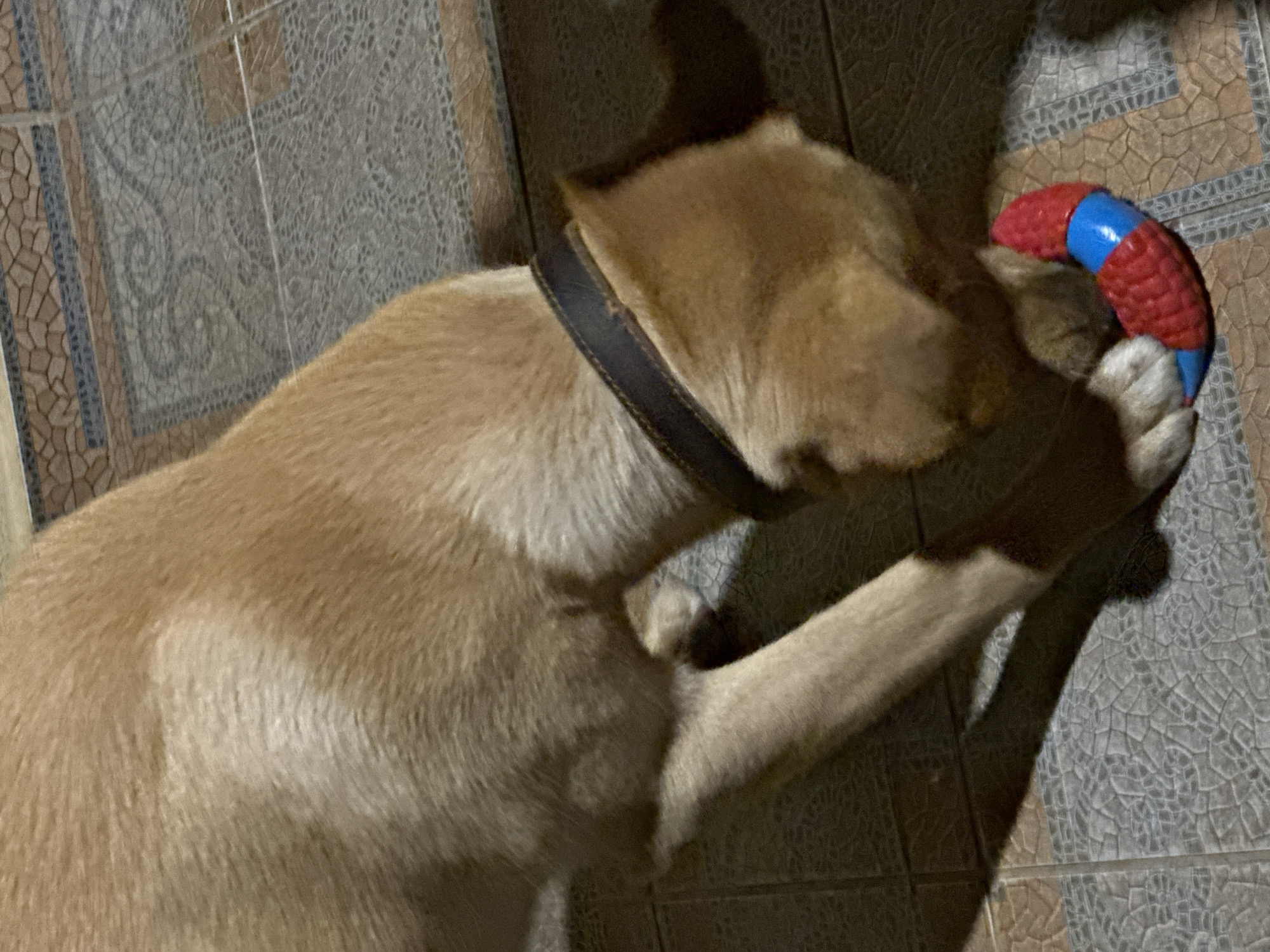 A light brown dog with a dark collar is playing with a red and blue ring toy on a patterned tiled floor. The dog is bent over, with its head down, interacting with the toy with its mouth. The environment appears to be outdoors, possibly on a patio or walkway, with the tiled surface extending into the background. The lighting suggests it may be evening or nighttime, with shadows cast on the floor. No people are visible in the image, and no specific location in Sochi, Russia, can be identified from the visual information provided.