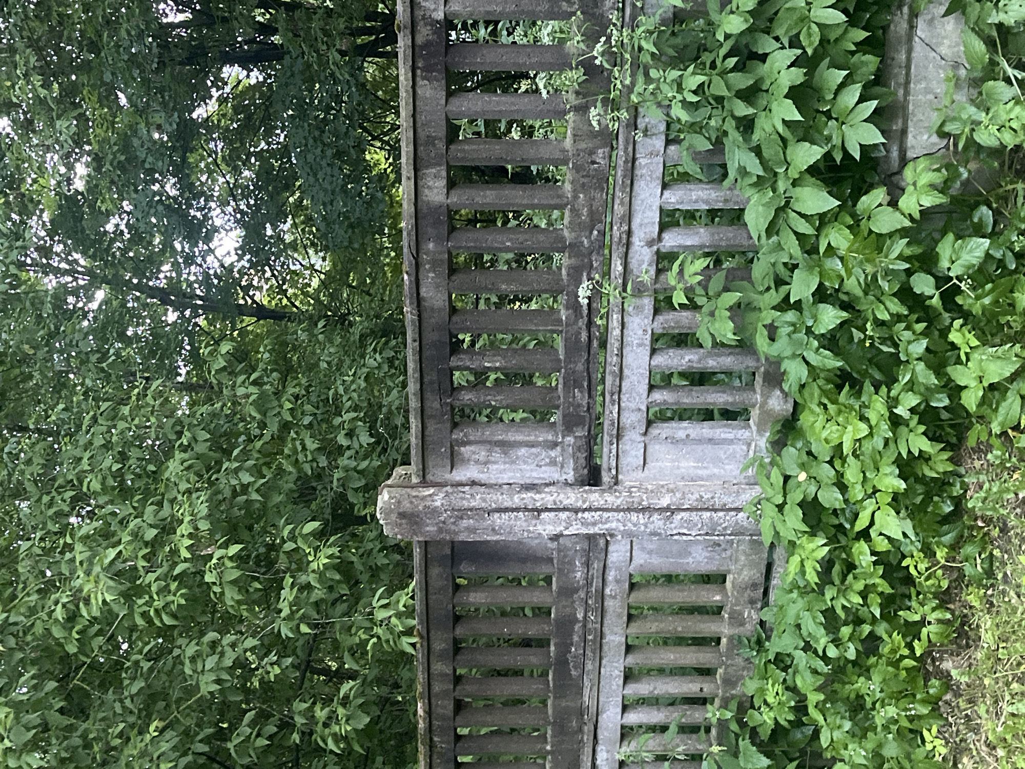 The image shows a weathered, concrete fence with vertical slats. Lush green foliage, likely trees and undergrowth, covers the background and spills over the top and sides of the fence. The fence appears to be part of an outdoor setting, possibly a park or a yard, within the city of Saint Petersburg, Russia. The lighting suggests it is daytime, with sunlight filtering through the trees. No people or animals are visible in the frame. The overall impression is one of a natural, somewhat overgrown environment with a man-made structure.