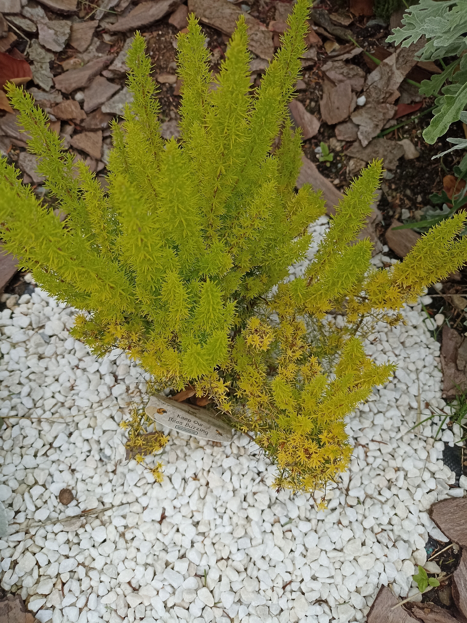 A vibrant, bushy, chartreuse-green plant with needle-like foliage is centrally located in the frame, surrounded by a bed of small, white, irregularly shaped pebbles. The plant exhibits small, star-shaped yellow flowers scattered throughout its branches. To the left and right of the pebble bed, the ground is covered with reddish-brown bark chips and some darker soil. In the upper right quadrant, a portion of a silver-green, fuzzy-leafed plant is visible. A small, wooden plant marker is embedded in the pebbles near the base of the chartreuse plant. The text on the marker reads "Keep Our Bees Buzzing." The overall scene suggests a garden setting within Doirí Beaga, Ireland, characterized by a carefully maintained planting with decorative ground cover.