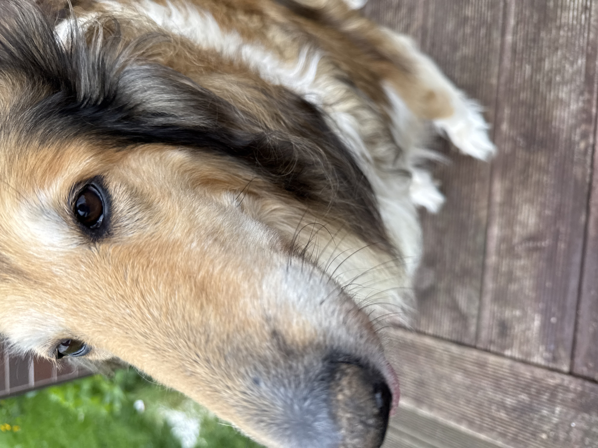 This is a close-up, eye-level, vertical, medium shot photograph of a long-haired dog, likely a Collie, sitting on a wooden deck. The dog is facing towards the left of the frame, with its head and part of its body visible. Its fur is a mix of tan, brown, black, and white. The dog's nose is prominent in the lower left quadrant of the image, with its pink tongue slightly visible. The dog's dark eyes are visible in the upper left quadrant. The background consists of blurred green foliage and a brown brick wall, suggesting an outdoor setting. The wooden deck is visible in the foreground and extends into the lower portion of the image. There are no people present. The scene is located in Galinė, Lithuania.