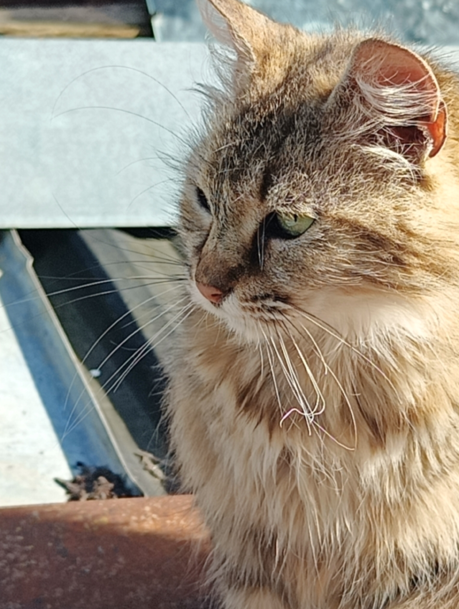 This image depicts a domestic, medium to long-haired cat, primarily a sandy brown tabby with cream and darker brown striped fur, captured in a close-up portrait. The animal is facing left, with its head turned to look intently in that direction. Its left eye, visible and distinct, is emerald green and appears slightly narrowed, possibly due to direct sunlight. The nose is a pinkish-brown. Numerous white whiskers extend from its muzzle, with one individual whisker on the lower cheek exhibiting a pinkish hue. The right ear, partially visible, is erect and pointed, revealing sparse white fur within the inner ear structure. The fur on the cat's chest and neck appears somewhat ruffled or matted. The cat is positioned on a textured, rusted reddish-brown surface, likely a metal beam or pipe. The background is out of focus, revealing light grey and dark blue corrugated or folded surfaces, consistent with building materials such as roofing or siding. Minor dark debris is visible on the foreground surface near the cat's chest. The scene is illuminated by strong, direct sunlight originating from the right, creating pronounced highlights on the fur and casting shadows on the background elements. The image provides no discernable visual information to indicate the specific geographic location of Biliaivka, Ukraine.