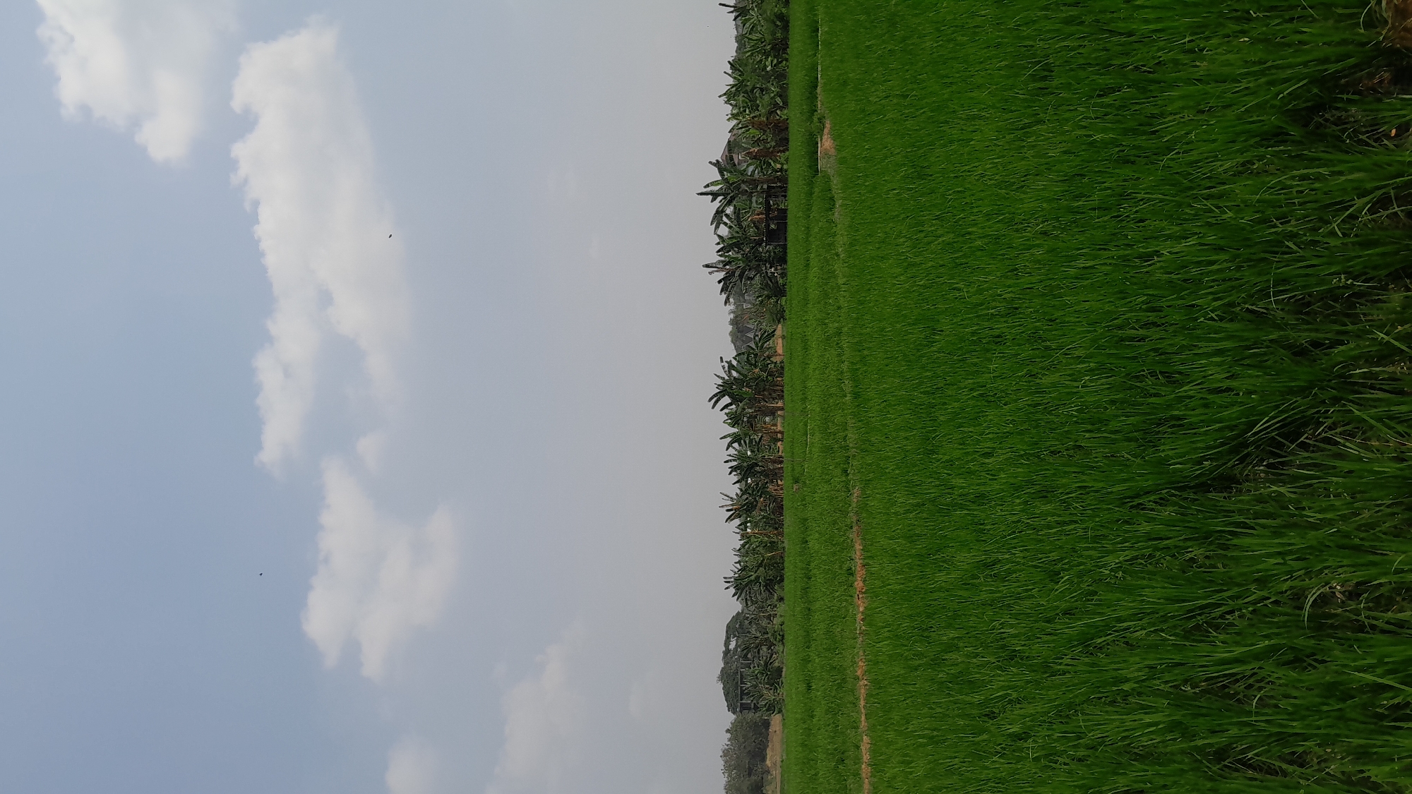 The image depicts a vast, vibrant green rice paddy field under a bright, partly cloudy sky. In the background, a dense line of banana trees forms a natural border, with glimpses of a few structures interspersed among them. The sky is a pale blue, with scattered white clouds and two small, dark specks that appear to be birds in flight. The foreground is dominated by the lush, uniform texture of the rice plants, suggesting a rural or agricultural setting. The scene is peaceful and natural, capturing the essence of a cultivated landscape. The location is identified as Tambakromo, Indonesia, a region known for its agricultural practices, particularly rice cultivation.