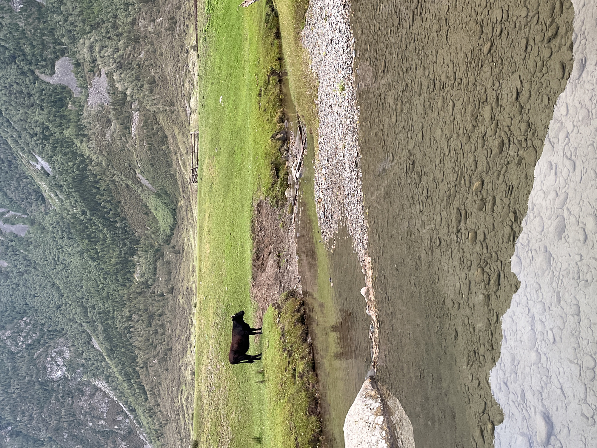 In a mountainous landscape, a solitary black cow stands in a lush green meadow. A clear stream flows in the foreground, its rocky bed visible through the transparent water. Beyond the meadow, a dense forest covers the slopes of a majestic mountain. The scene is tranquil and depicts a natural, rural setting. The location is identified as Koo, Russia.