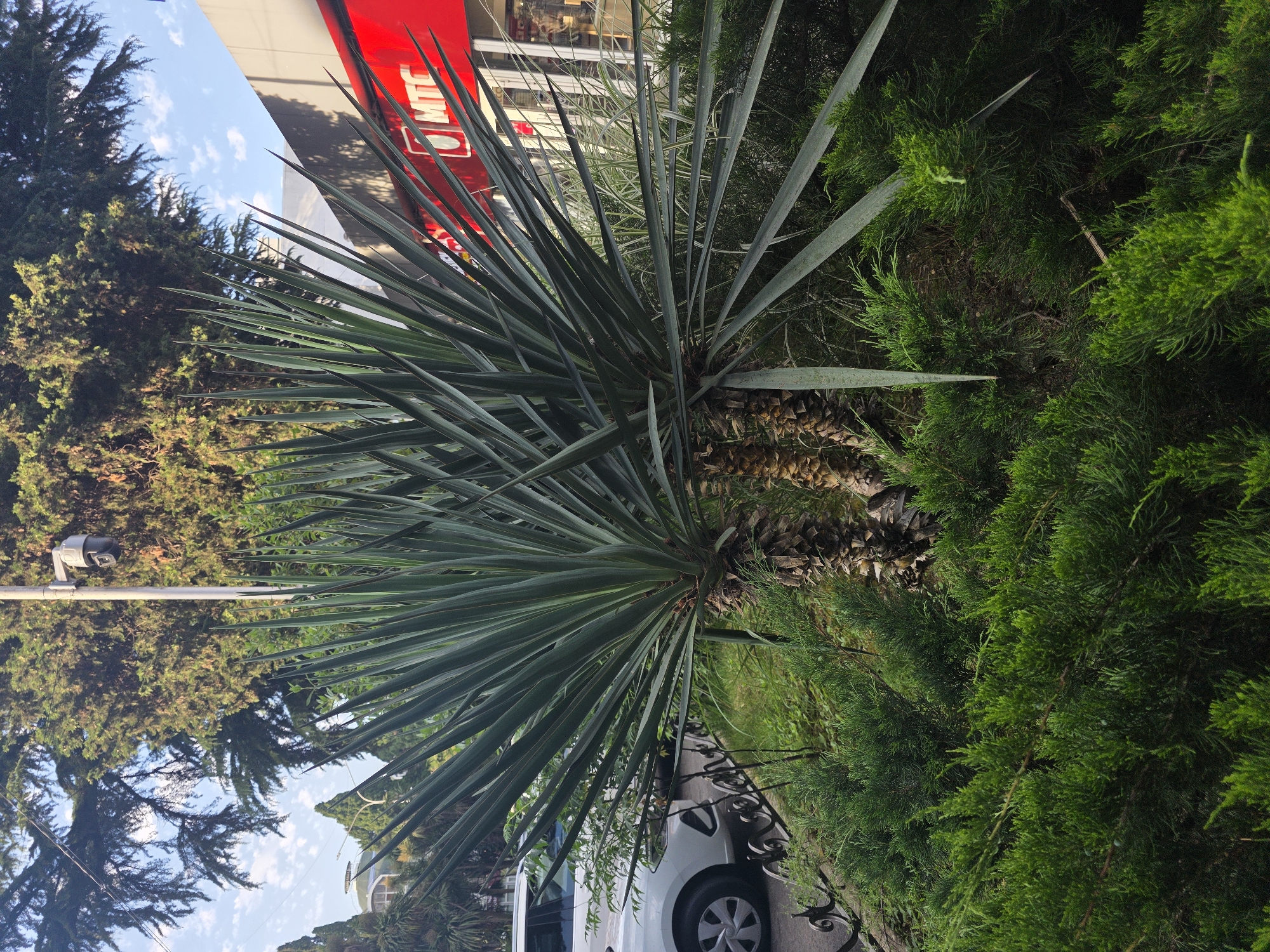 This is a low-angle, full shot of a Yucca plant and surrounding greenery in Sochi, Russia. The Yucca's long, spiky leaves dominate the foreground, with a textured, palm-like trunk visible at its base. To the right, dense, vibrant green conifer branches fill the frame, creating a lush, natural backdrop.
In the background, a white car is partially visible, parked along a paved area with an ornate black metal railing. Above the greenery, a street light with a security camera is mounted on a pole. The bright sky with scattered white clouds suggests it's daytime, likely late morning or early afternoon, with fair weather.
Beyond the immediate foliage, the bright red facade of a building with the "MTC" logo is visible. Further in the distance, evergreen trees are silhouetted against the sky, and hints of other structures can be seen. The scene depicts an urban or semi-urban environment where nature and man-made elements coexist. There is no discernible activity or emotion, creating a calm, still image of an outdoor setting.
