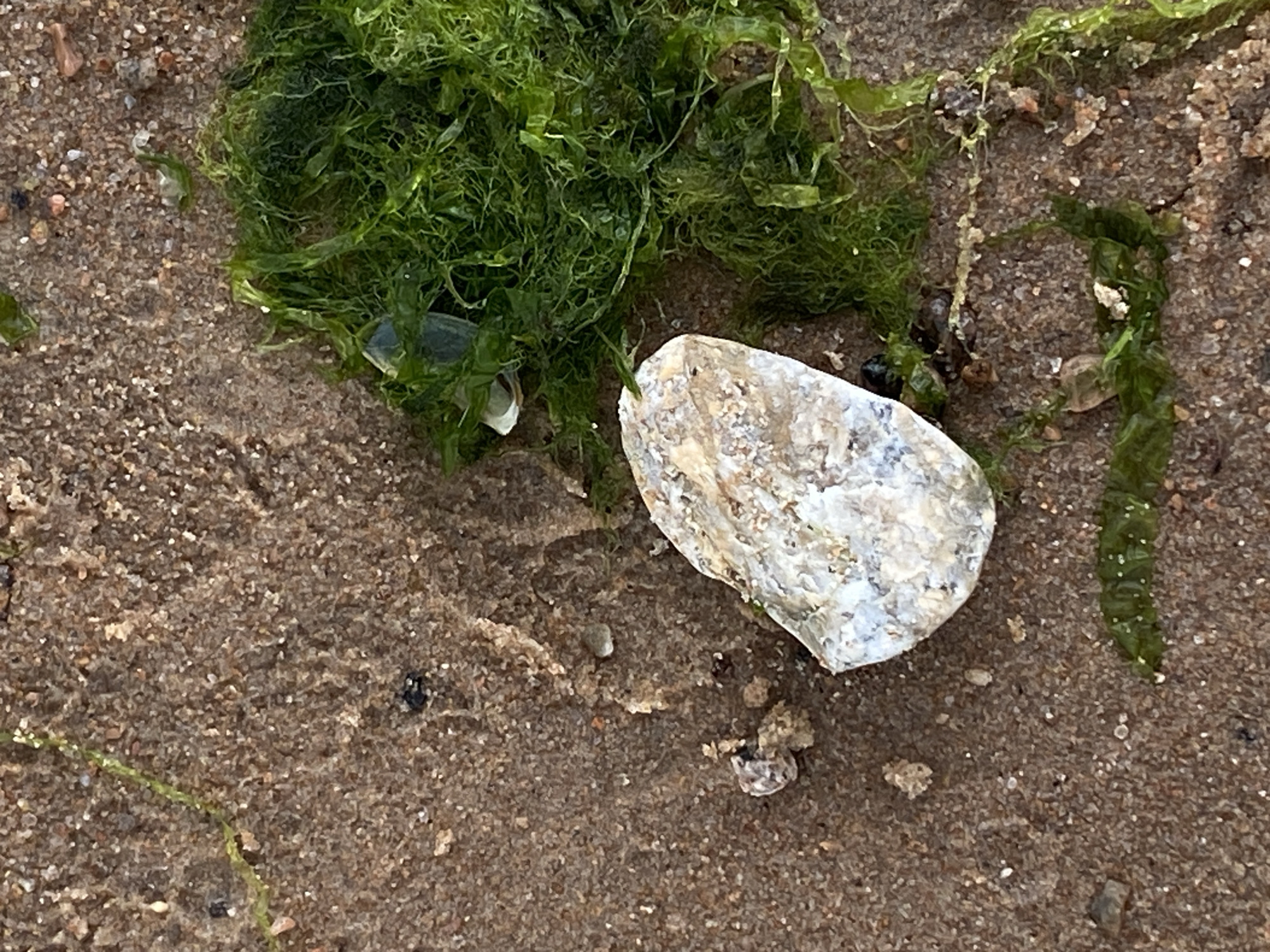 This media file shows a close-up, eye-level view of a sandy beach with scattered seaweed and a broken seashell. The sand is a mix of light and dark grains, with small pebbles interspersed. A clump of bright green, stringy seaweed is prominent in the upper left of the frame. A large, fragmented piece of a white and grey seashell rests in the center-right of the image. Other smaller pieces of seaweed and debris are scattered across the sand. The lighting suggests it is daytime, likely overcast, as there are no strong shadows. The overall impression is of a natural, slightly weathered beach environment. No people, text, or specific activities are depicted. The location context is Baltiiskoe, Russia.