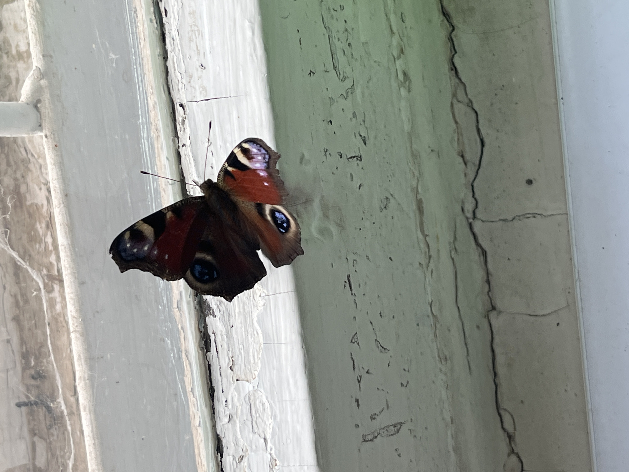 A peacock butterfly is perched on a weathered white window frame. The frame shows signs of peeling paint and age. The background appears to be an exterior wall with cracks and an aged surface. There is nothing in the image to indicate the location as Votkinsk, Russia.