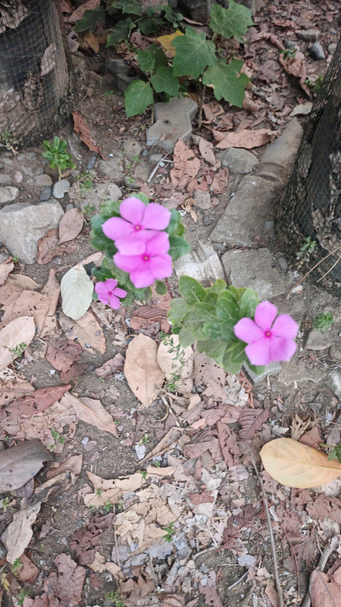 Two Vinca flowers, one with multiple blooms, are the main subjects of this outdoor scene. The flowers are a vibrant pink with darker pink centers. They are surrounded by green foliage and a ground covered in fallen leaves, predominantly brown and tan, with some larger grey stones interspersed. The environment appears somewhat dry and natural. A wire mesh fence is visible to the left and right of the frame. The scene is captured at ground level, offering a close-up view of the flowers and their immediate surroundings. The image does not contain any people or discernible actions.