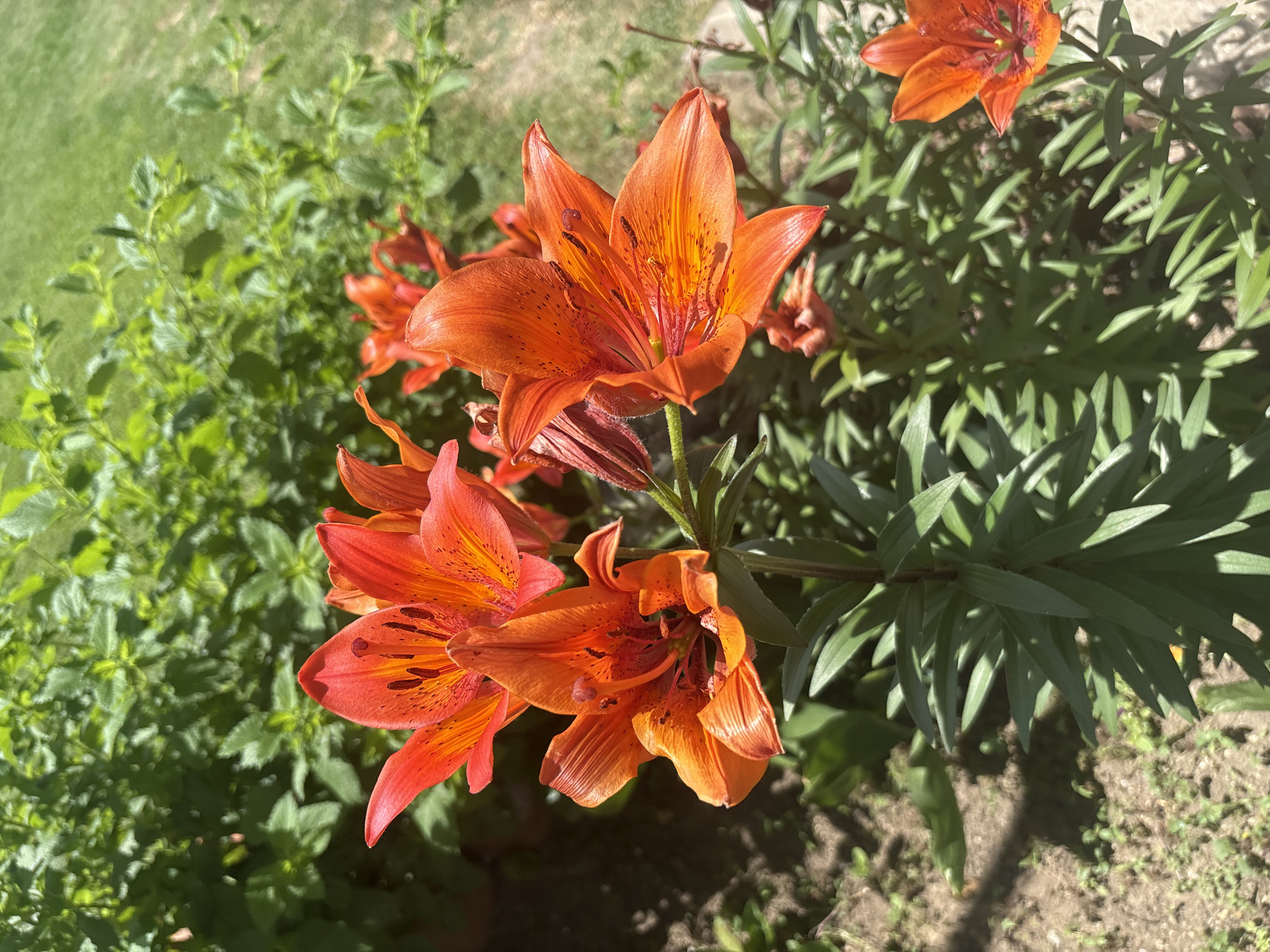 The image depicts a cluster of orange lilies in a garden setting. The lilies are the primary focus, with multiple blooms visible. They have a speckled appearance on their petals. Green foliage surrounds the lilies, suggesting a natural, outdoor environment. The ground is visible beneath the plants. Given that the user specified "Kaloyanovets, Bulgaria," it is inferred that this scene is located within a garden in this city. The image does not contain people, actions, or interactions. The environment is sunny, with clear lighting on the flowers and foliage.