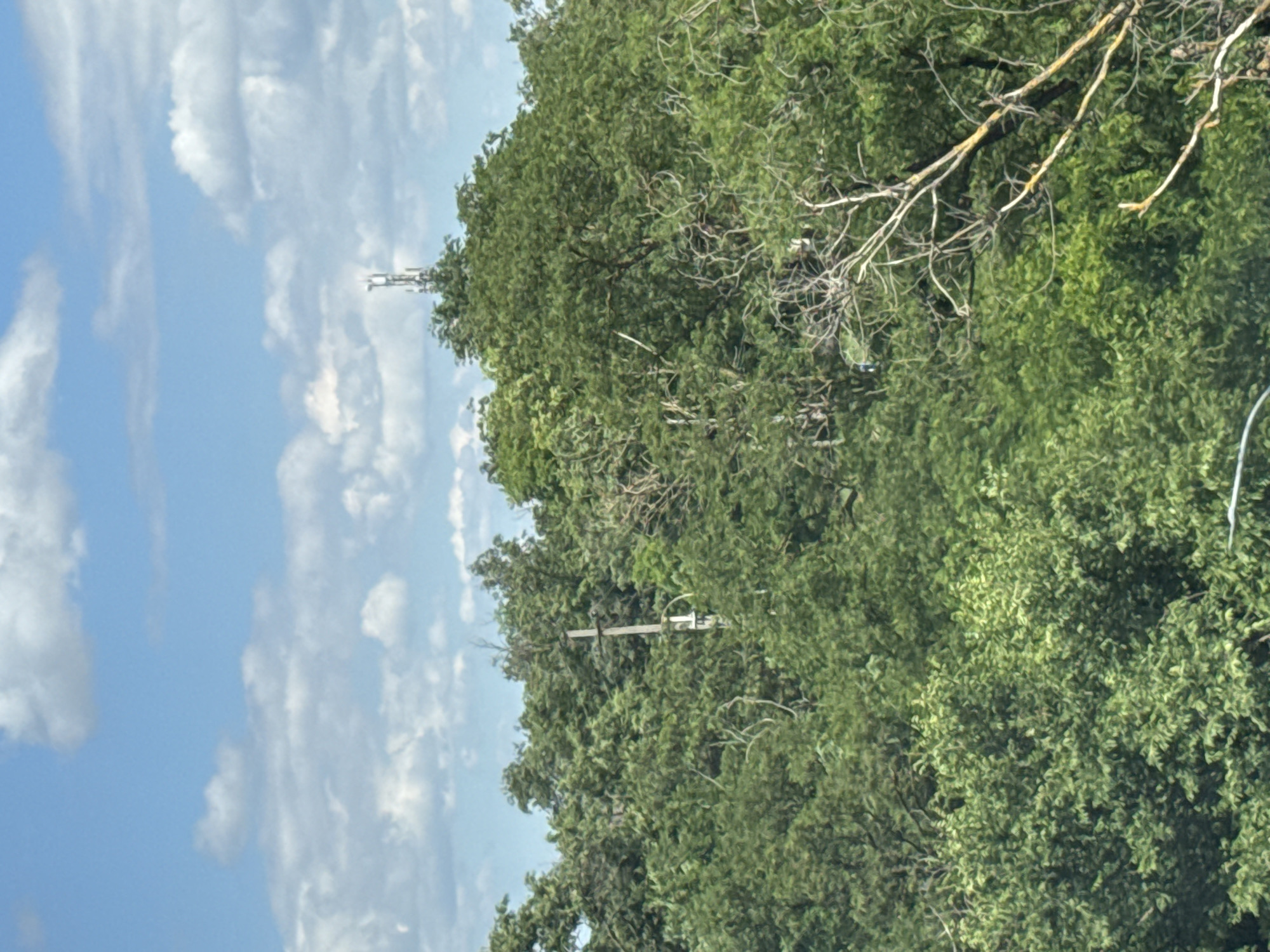This media file shows a view of a bright, sunny sky with scattered white clouds and a dense canopy of green trees. The image is oriented vertically, suggesting it was taken from a ground-level perspective looking upwards or at an angle.
Among the trees, there are two distinct structures that appear to be communication towers. One is a tall, lattice-like tower visible against the sky in the upper left portion of the image. Another, shorter tower, possibly a utility pole with some equipment, is partially obscured by the foliage in the central right area. Bare, dried branches of a tree are visible in the foreground, contrasting with the fresh green leaves of the surrounding trees. A thin white wire or cable is also visible in the upper right corner of the image.
The overall scene suggests an outdoor setting, likely a rural or semi-urban area where trees are abundant. The time of day appears to be during daylight hours, given the bright sky and clear visibility. The weather is pleasant, with a blue sky and fluffy clouds. There are no people or overt activities depicted, the focus is on the natural landscape and the man-made structures within it. No text is visible in the image.