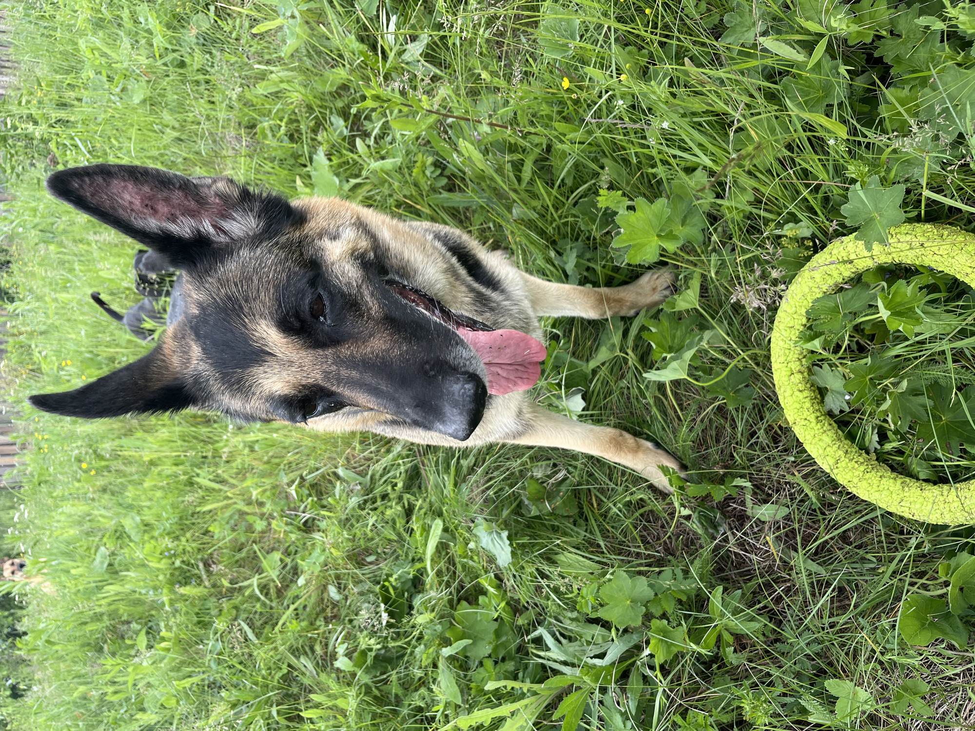 A German Shepherd is standing in green grass, looking down and to the left. Its tongue is hanging out. In the background, two other dogs are visible, and further back, a wooden fence can be seen. In the foreground, a bright yellow toy is lying in the grass. The image is taken outdoors, likely in a park or backyard.