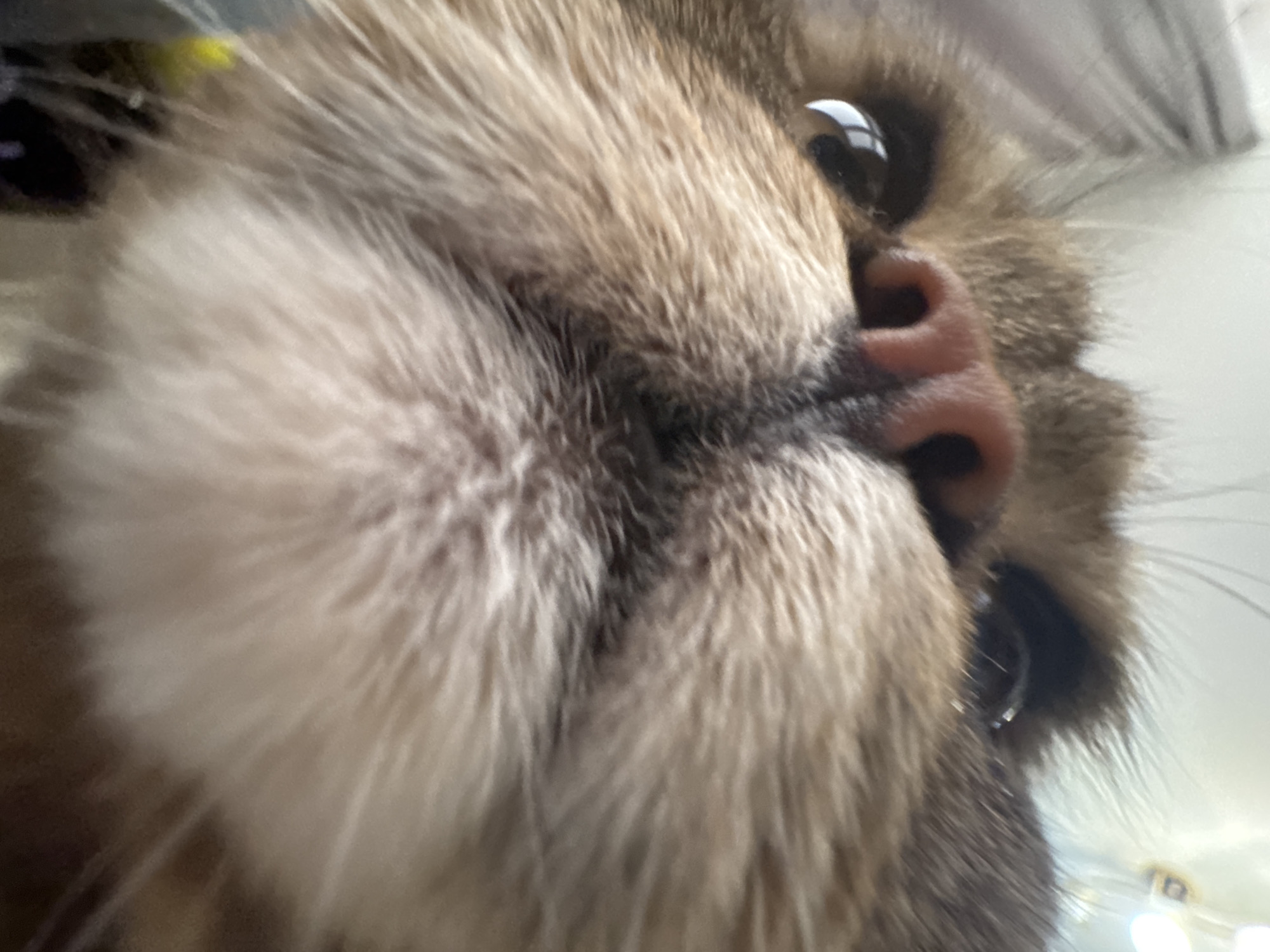 The image is a close-up, low-angle photograph of a cat's face. The cat has brown and tan fur, with prominent whiskers. The focus is on the cat's nose and eyes, which are dark and reflective. The background is blurred and appears to be indoors, with some lights visible in the distance. The location in Mikhaylovsk, Russia, is not discernible from the image.