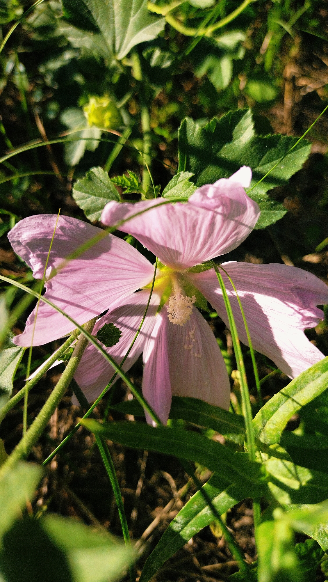 A close-up, low-angle shot captures a delicate, pale pink flower blooming amidst lush green foliage and dry grass. The flower, possibly a mallow, exhibits thin, translucent petals with prominent veins, fanning outwards from a central cluster of white stamens. Sunlight filters through the leaves, creating dappled shadows and highlighting the textures of the petals and stems. Blades of green grass crisscross the frame, some appearing as sharp lines against the soft blur of the background. The overall impression is one of natural beauty and a serene outdoor setting. The image location is the city of Horishni Plavni, Ukraine.