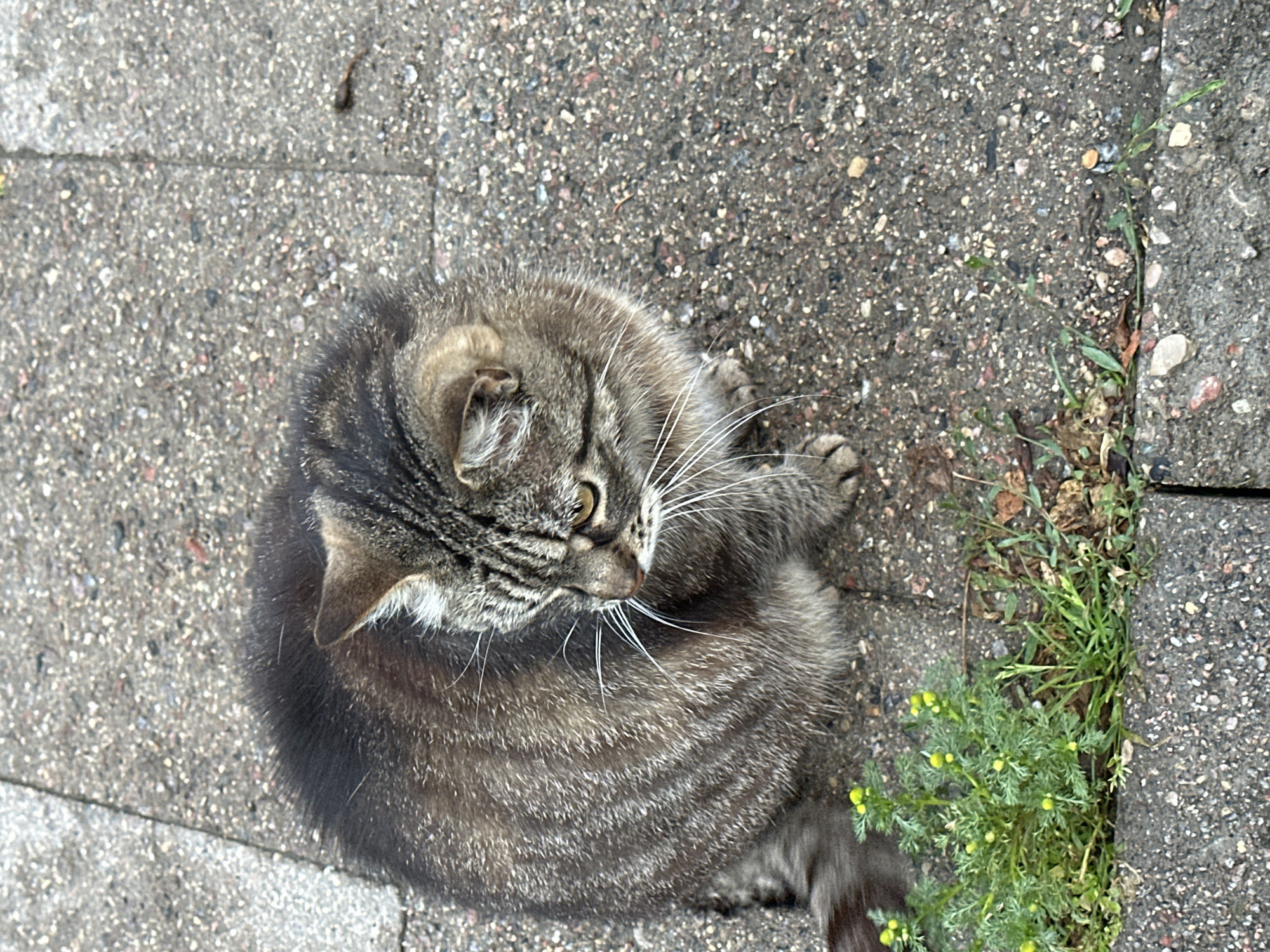 An overhead, medium shot captures a tabby cat sitting on a paved sidewalk in Vilnius, Lithuania. The cat, with its brown and black striped fur, is looking down and to the right. Its white whiskers are prominent against its face. The sidewalk is composed of grey concrete slabs, with small green plants and yellow flowers growing in the cracks between them. The ground is rough and speckled with various colored stones. The lighting suggests it is daytime.