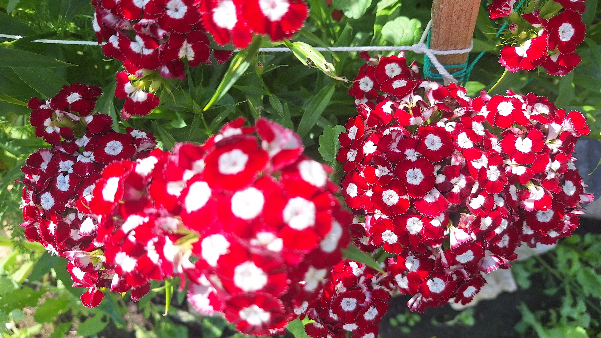 This is a close-up, vertical, outdoor photograph of a cluster of red and white flowers in what appears to be a garden setting. The flowers are small and bloom in dense clusters. Each individual flower has deeply serrated petals that are primarily red, with a distinct white circular pattern at the center. Some of the petals have a lighter pinkish-red edge. The flowers are in sharp focus in the foreground and mid-ground, with the background consisting of soft-focus green foliage. There is a wooden stake with a white rope tied to it, visible on the right side of the image, partially obscured by the flowers. The lighting suggests it is daytime, with sunlight illuminating the scene. No people or animals are visible. The overall impression is one of a vibrant floral display.