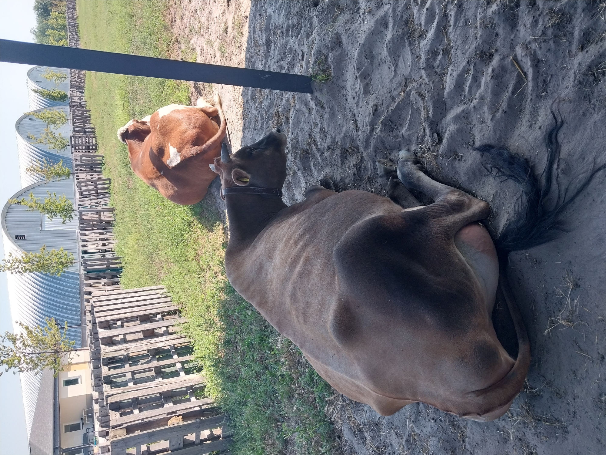 The image captures an outdoor scene featuring two cows resting on sandy ground in Turove, Ukraine. In the foreground, a dark brown cow is lying on its side, facing left. Its head is turned, and its ears are visible. A black tail extends from its rear and lies on the sand. Behind it, a second cow, primarily reddish-brown with white markings, is also lying down, facing away from the camera.
The environment surrounding the cows consists of sandy soil with sparse dry grass and a few scattered pieces of straw. In the background, a wooden pallet fence runs horizontally across the frame, with a glimpse of a building and more pallet structures to its left. Further in the distance, a row of arched, metallic structures with smaller trees in front of them creates a distinct architectural backdrop. A dark vertical pole is positioned to the right of the foreground cow. The sky above appears clear and bright.