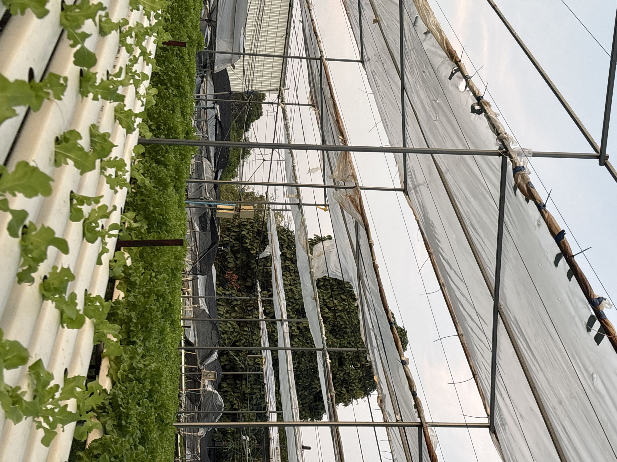 In Choeng Thale, Thailand, a hydroponic farm is visible. Rows of white, PVC pipes with holes hold leafy green plants, likely lettuce or similar crops. These pipes are supported by a metal frame structure. In the background, a greenhouse or covered area is present, with tattered or partially damaged plastic sheeting. The sky is overcast.