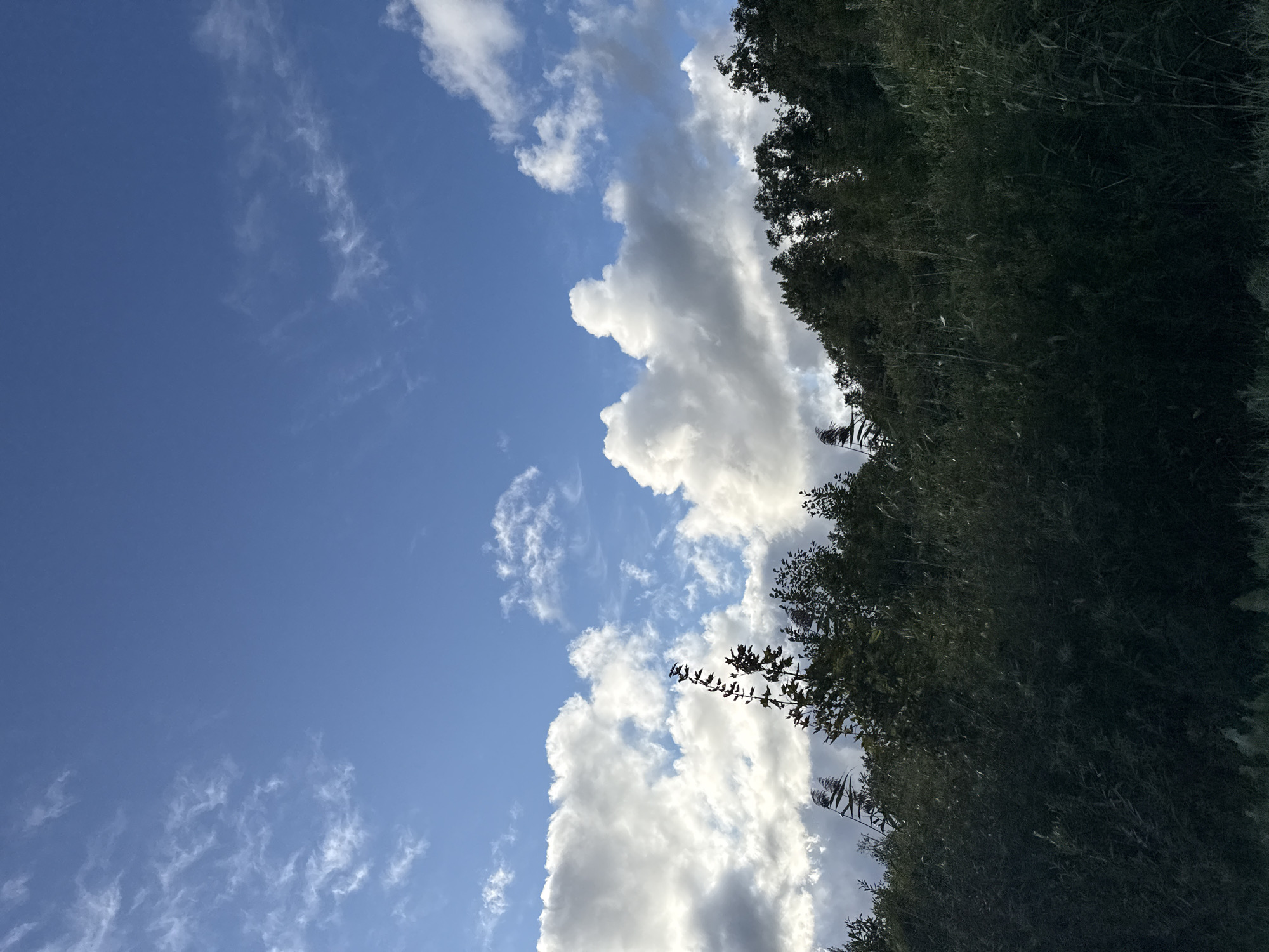 The image depicts a landscape scene with a clear blue sky dotted with fluffy white and grey clouds. In the foreground, there is a dense line of dark green vegetation, including trees and reeds. The vegetation appears to be a mix of deciduous trees with full foliage and taller, slender reeds or grasses in the lower portion of the frame. The lighting suggests it is daytime, with the sun likely positioned out of frame, illuminating the clouds from the side and creating some shadows within them. There are no people, animals, or man-made structures visible in the scene. Based on the typical vegetation and sky conditions, this scene could plausibly be located in a natural or park area within Tallinn, Estonia, possibly during the warmer months.