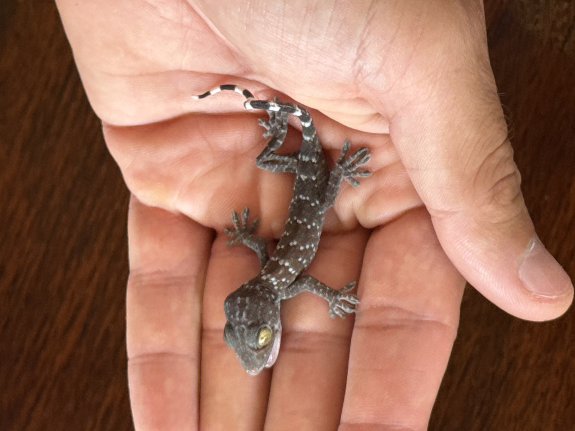 A small gecko rests calmly in the open palm of a human hand. The hand, which appears to be that of an adult, gently cradles the lizard, with its fingers slightly curved. The gecko features a mottled greyish-brown body adorned with numerous tiny white speckles. Its tail is distinctly striped with alternating black and white bands, curving upwards and to the left. The gecko's head is visible at the bottom of the image, showcasing large, prominent eyes with yellowish-green irises and vertical pupils. The background is a dark, out-of-focus wooden surface, likely a table or floor. The lighting is soft and natural, suggesting a daytime scene, possibly indoors or in a shaded outdoor setting. The overall impression is one of gentle interaction, perhaps someone observing or carefully handling the small reptile. Given the location context of Ubud District, Indonesia, the presence of such a gecko is common. There is no visible text in the image.