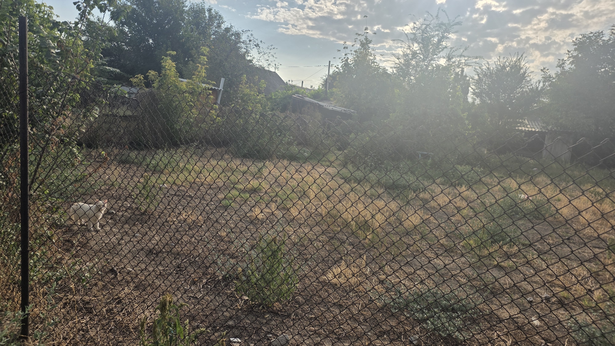 A light-colored cat stands on dry grass behind a chain-link fence in a rural area, possibly Chuy, Kyrgyzstan. The cat is facing to the right, with its head tilted slightly upwards. In the background, overgrown vegetation, trees, and what appear to be dilapidated structures are visible. The sky is partly cloudy, with sunlight creating a hazy effect in the upper right portion of the image. The overall scene suggests an unkempt, outdoor environment.