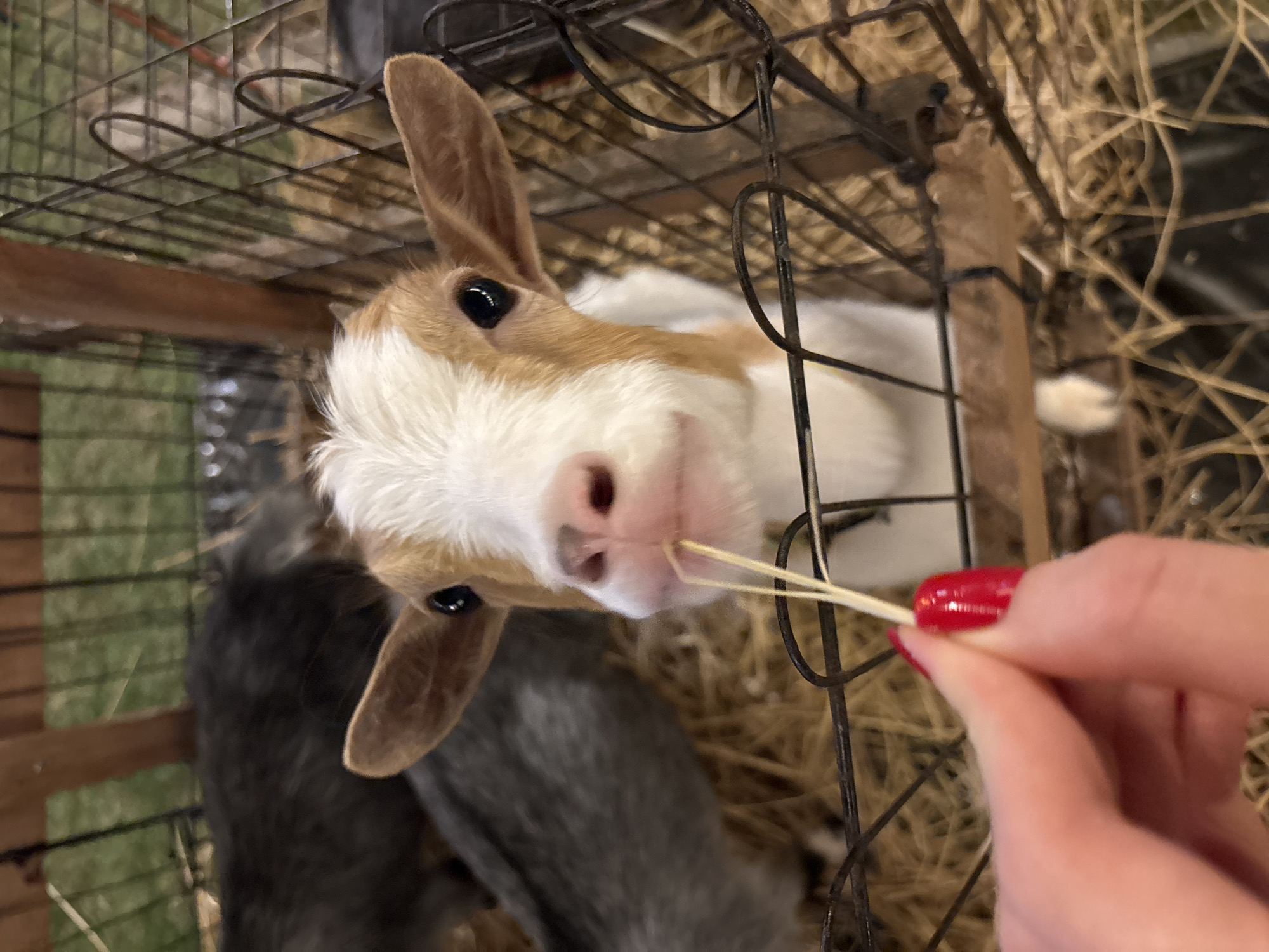 A high-angle medium shot shows a small, tan and white goat inside a wire cage. The goat is looking up, its face close to the camera, as a hand with red nail polish offers it two strands of hay. Other goats are blurred behind the cage, which is filled with straw. The setting appears to be indoors, possibly at a petting zoo. The exact location within Choeng Thale, Thailand is not discernable from the image.
