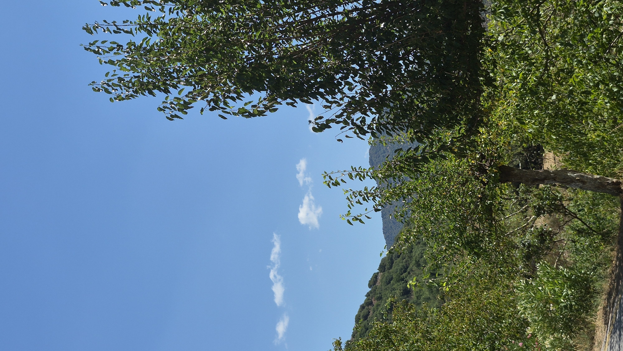 The image depicts a natural outdoor scene with a clear blue sky and scattered white clouds. In the foreground, lush green foliage from several trees and bushes dominates the lower portion of the frame. A tree with a textured, light-colored trunk stands prominently towards the right side of the image, its branches laden with dense green leaves. To the left, a hill covered in dense green vegetation rises, leading to mountains in the distance under the expansive sky. The overall impression is one of a peaceful, verdant landscape. The location is identified as Unknown, Unknown.