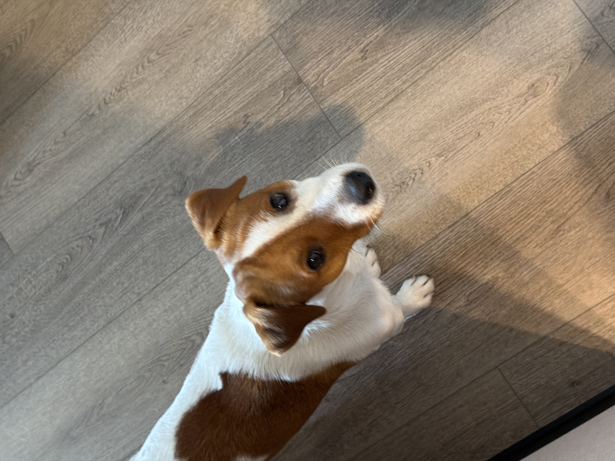 A medium shot captures a Jack Russell Terrier with predominantly white fur and brown markings on its head and back. The dog is positioned on a wooden floor, which exhibits a light brown, plank-style design with visible grain patterns. The lighting in the scene suggests an indoor environment, with some areas illuminated by natural light casting shadows. The dog is looking upwards and towards the camera, its ears are perked up. No specific location in Moscow, Russia can be identified from the visual information provided in the image.