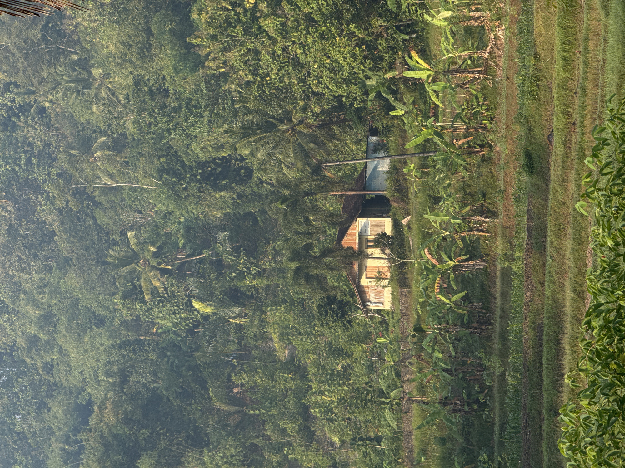 The image depicts a rural hillside scene in Alian, Indonesia, bathed in the soft light of morning or late afternoon. A small, weathered house with a reddish-brown roof and bamboo-like siding stands nestled against the dense, green vegetation that covers the hillside. The house is flanked by a simple, light blue structure. In front of the house, a line of banana trees with their broad leaves stretches across the mid-ground. The lower portion of the image reveals terraced fields, with rows of crops, possibly corn, growing in the fertile soil. The overall impression is one of tranquility and simple living amidst a lush natural environment.