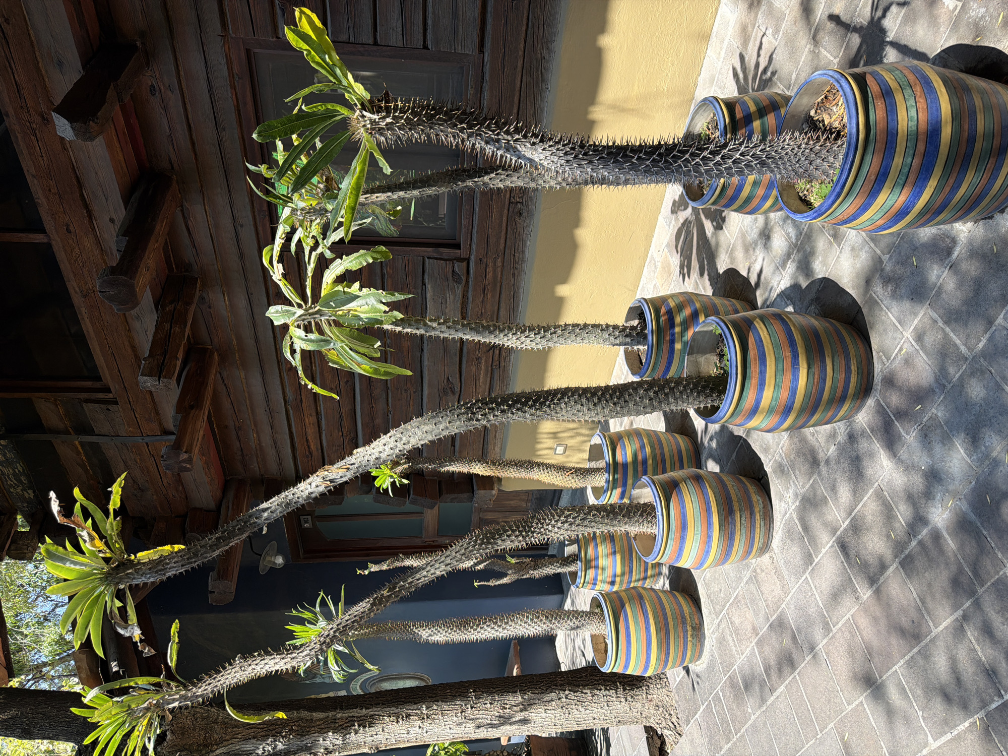 A row of four potted, spiky Madagascar palm trees is situated on a grey brick walkway against a backdrop of wood cladding and a light yellow wall. The trees have green leaves at the top and thorny trunks that curve outwards. The pots are cylindrical and adorned with colorful horizontal stripes. The scene appears to be an outdoor courtyard, likely in Puebla, Mexico, given the building’s architectural style and vegetation commonly found in the region.