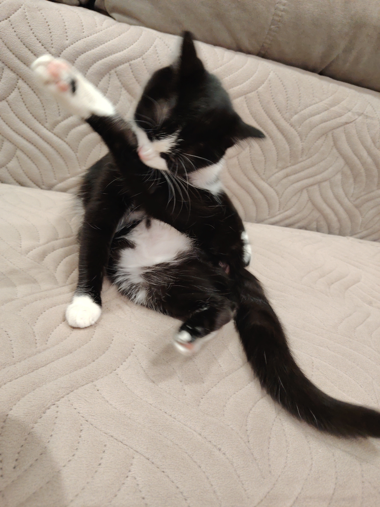 An indoor medium shot shows a black and white kitten sitting on a light brown, textured sofa. The kitten is positioned in the center of the frame, with its body contorted as it appears to be grooming itself. Its left front paw is raised and bent, with its paw pads visible. The kitten has white socks on its front paws and its belly is white with black patches. Its tail is long and black and curves to the right, extending out of the frame. The background is a blurred sofa with a quilted pattern. The lighting is dim, creating soft shadows. There are no people or other animals in the image.