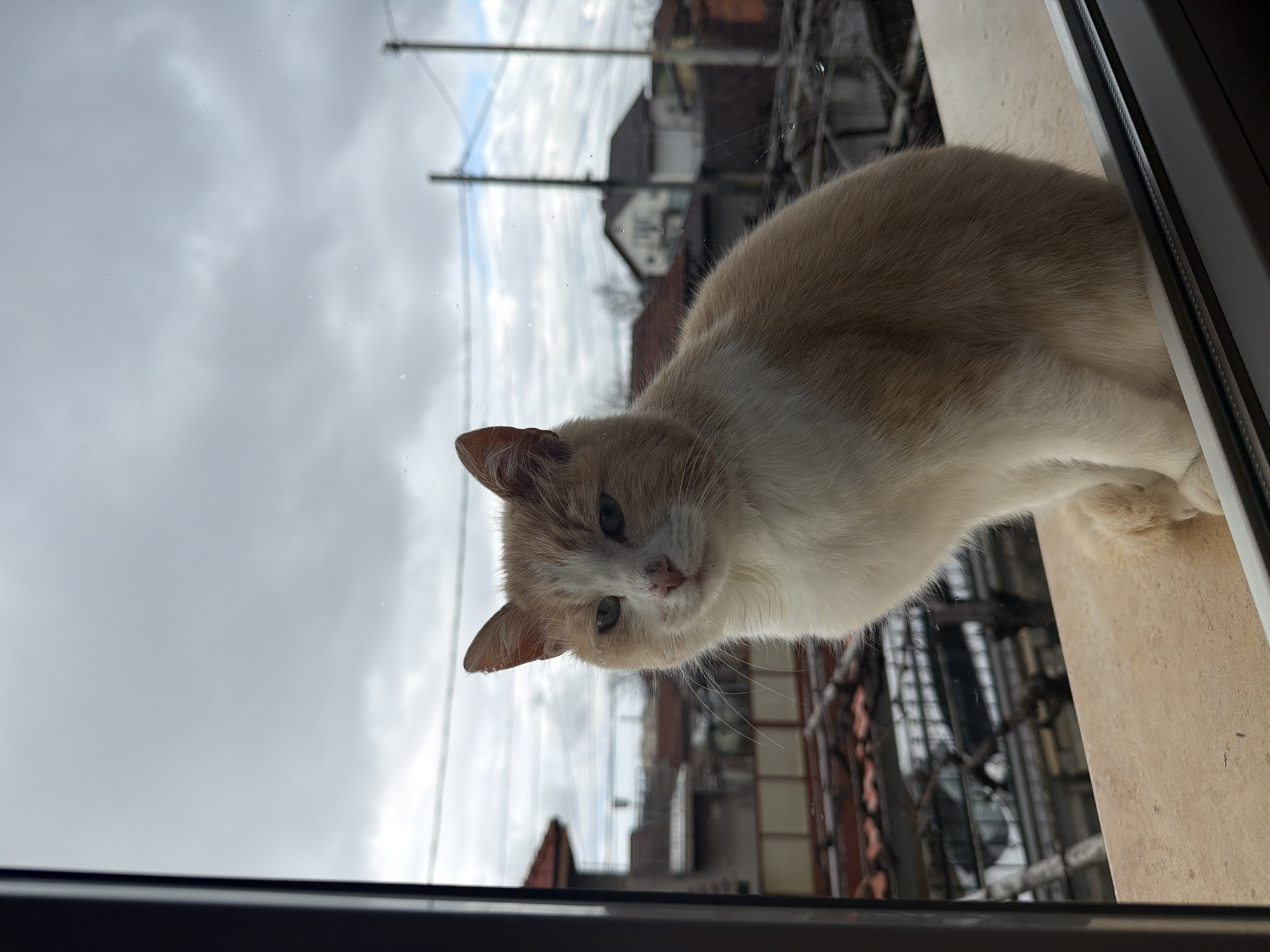 The image shows a light-colored cat perched on a window sill. The cat has cream-colored fur on its back and head, with white fur on its chest and face. It is looking down at the camera with a curious expression. Outside the window, a cloudy sky is visible, with buildings and power lines in the background. The buildings suggest a residential area. Considering the request to identify the city as Buhovo, Bulgaria, it is assumed that the image was taken at this location. The buildings have red tile roofs and aged facades. The window frame is dark, and there are water droplets on the glass.