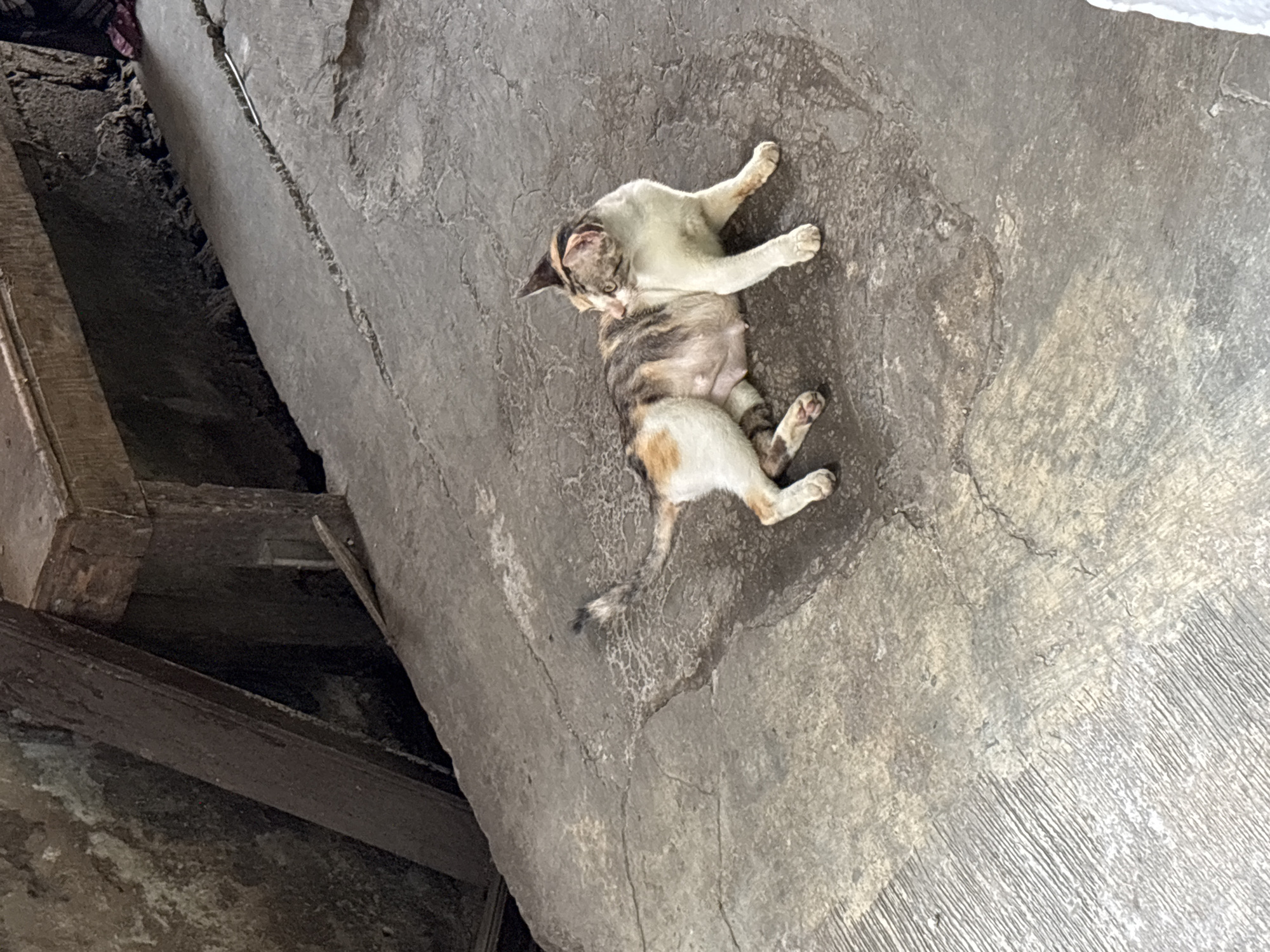 A calico cat lies on a cracked concrete surface. The cat is facing away from the camera, looking to its left. Its fur is a mix of white, brown, and black patches. The cat's body is partially wet, indicating it may have been exposed to water. The background consists of a rough, textured wall and some wooden structures. The scene appears to be outdoors, possibly in an alleyway or a backyard in Bekasi, Indonesia, given the commonality of this environment in that region.