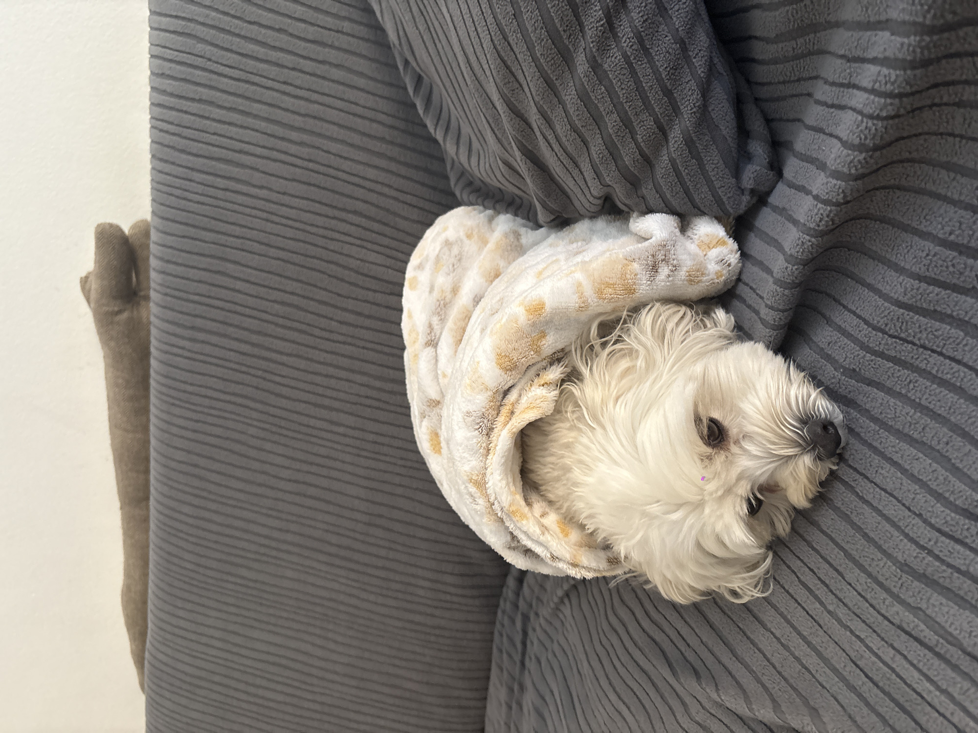 A small, white, long-haired dog lies on a gray, horizontally-ridged couch. The dog is partially covered with a light-colored blanket with a yellow and white pattern. The scene is indoors. No evidence suggests it is in Milan, Italy.