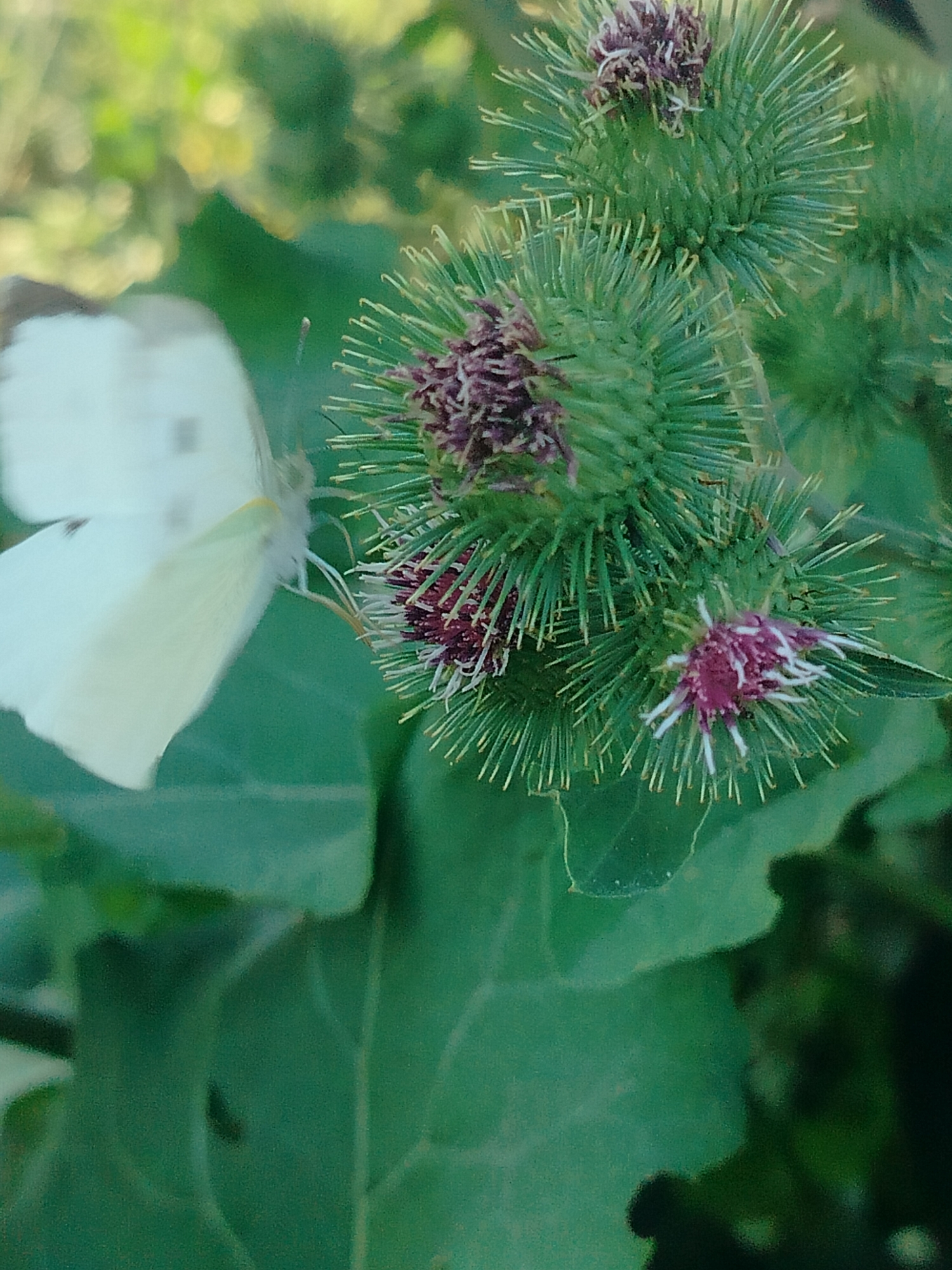 The image shows a close-up of a white butterfly on a thistle plant. The butterfly's wings are spread, and its body is facing towards the right. The thistle plant has several green, spiky seed heads with purple flowers. The background is blurred, with hints of green foliage. The location in the city of Көлкент, Kazakhstan, is not discernible from the image itself.