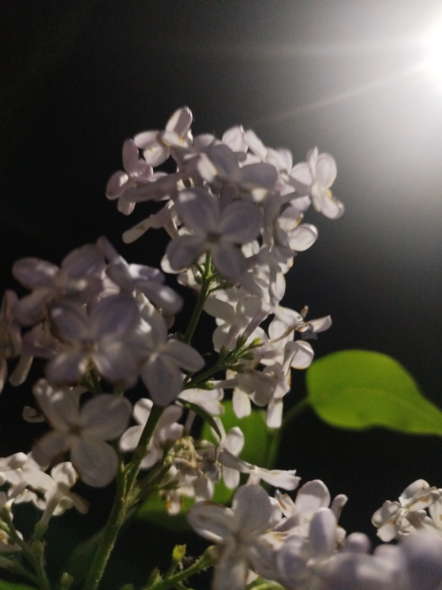 A close-up shot shows clusters of small, white flowers against a dark background. One green leaf is visible to the right. The scene is illuminated by a light source from above, casting a glow on the flowers. The location is Unknown, Unknown.
