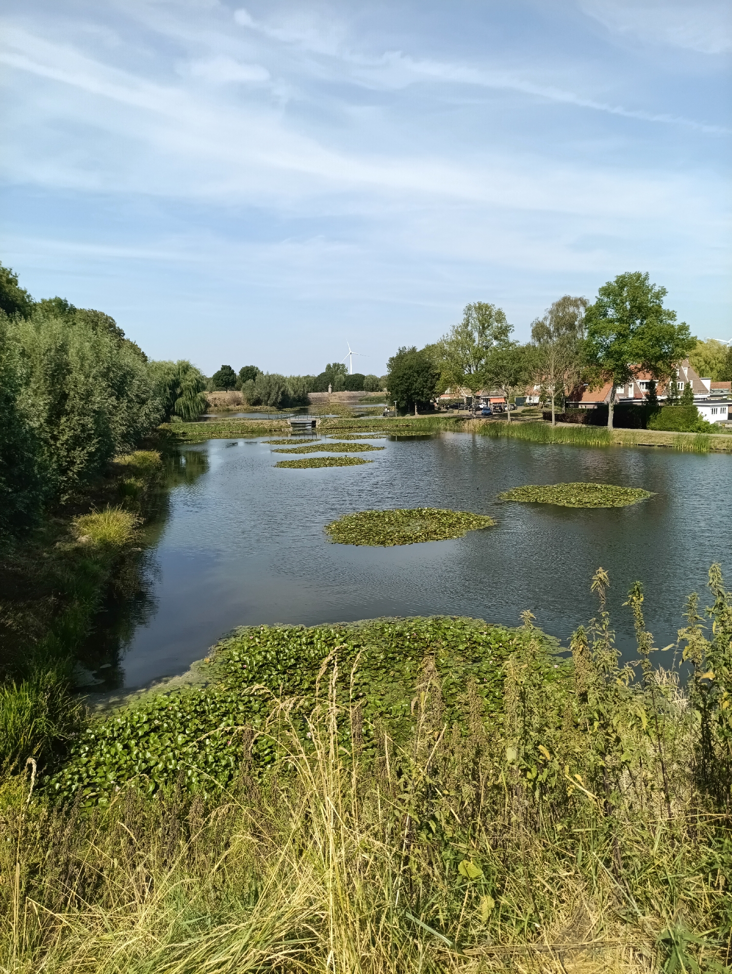 A calm, wide canal is bordered by lush green vegetation on the left and a residential area on the right. The canal itself is dotted with numerous lily pads, creating a textured surface. In the foreground, tall grasses and plants are visible, adding depth to the scene. The background reveals a row of houses with red-tiled roofs, trees, and a distant windmill. The sky above is a pale blue with scattered white clouds. The lighting suggests it is a sunny day. The location is the Kasteellaan canal in the municipality of Brill, Netherlands. There are no people or animals clearly visible in the image, and no specific actions are being performed.