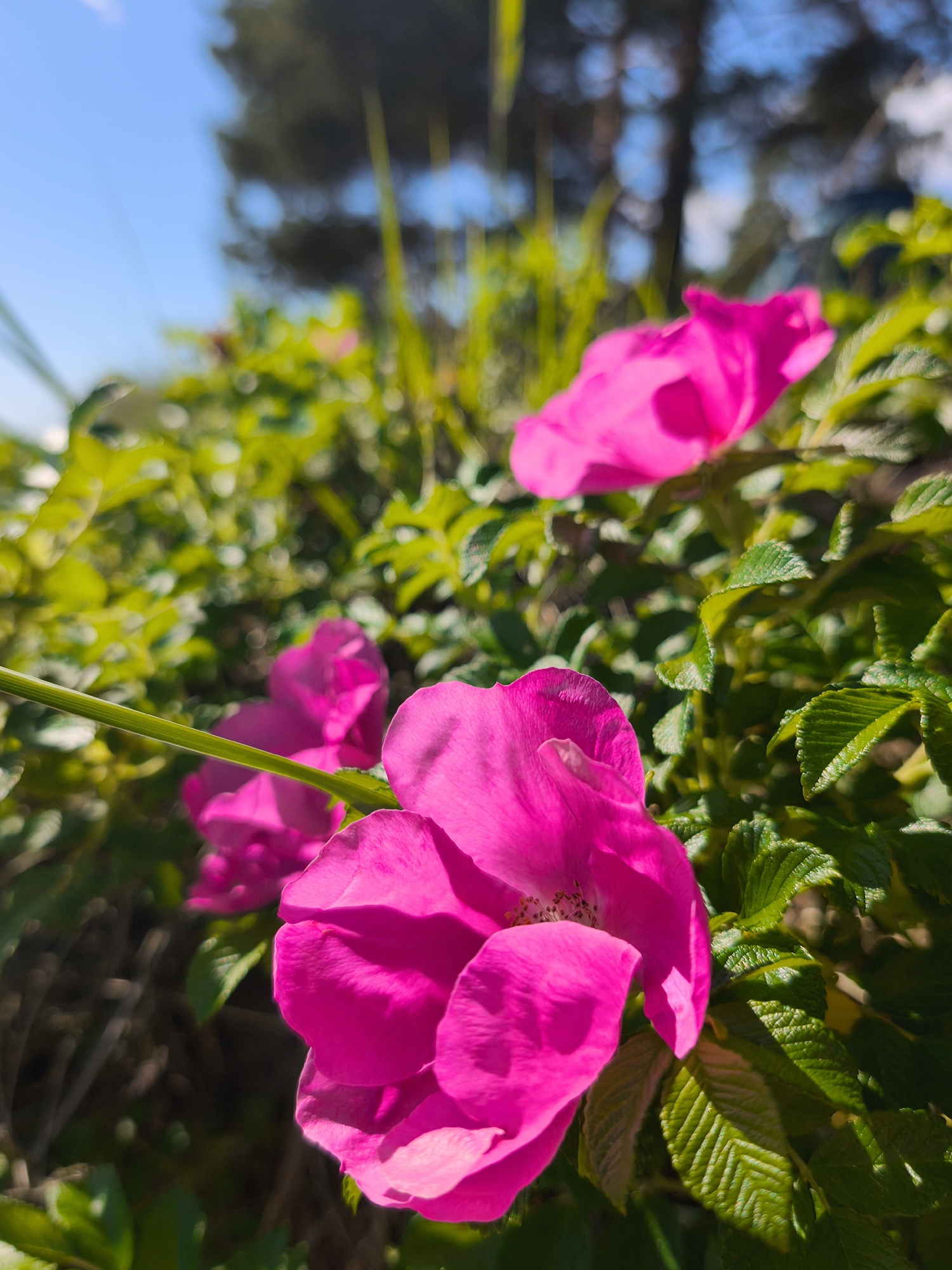 The image displays a close-up view of several bright pink wild roses blooming amidst lush green foliage. The flowers are the primary focus, with their delicate petals and visible stamens. The background is softly blurred, showing a bright blue sky with scattered hints of dark trees and green vegetation. A single green stem is prominently visible, extending from the lower left quadrant of the image and passing in front of the flowers. The scene is illuminated by natural sunlight, casting soft shadows and highlighting the vibrant colors of the flowers and leaves. No people or animals are present. The setting appears to be an outdoor natural environment, potentially a park or garden. The image does not contain any identifiable landmarks or specific features that would allow for a precise determination of its location within Zelenaya Roshcha, Russia, beyond it being an outdoor scene with flora.
