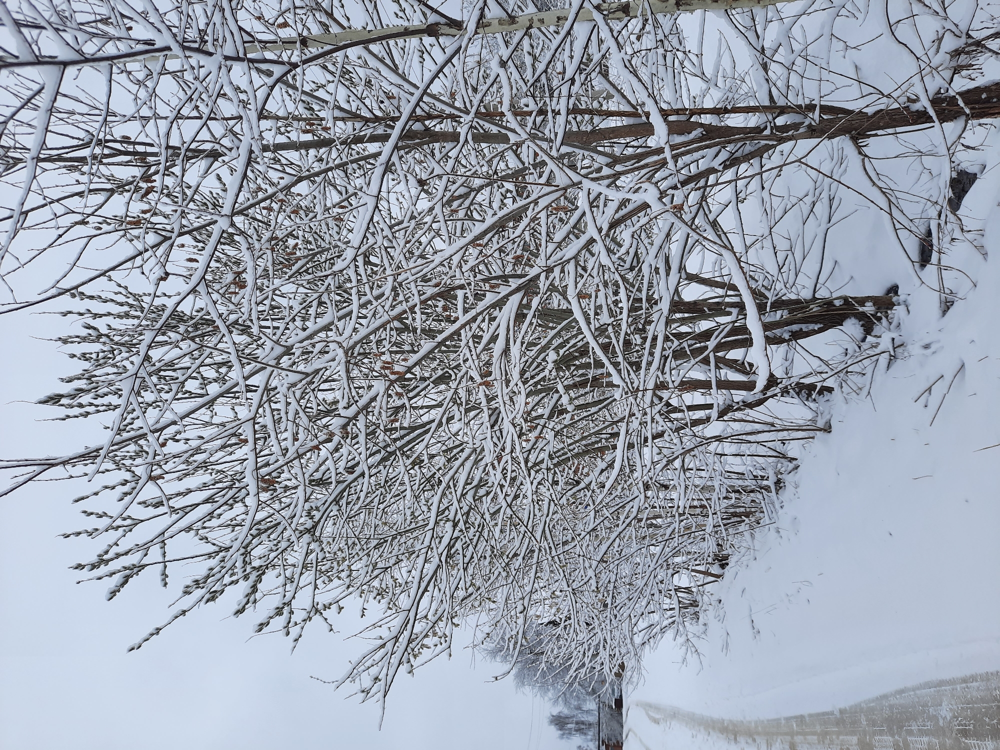 A winter scene in what appears to be Krasnogorskoye, Russia, depicts a snow-covered environment. Trees line the right side of the frame, their branches heavily laden with snow. The sky is overcast, suggesting a cold, snowy day. In the distance, an indeterminate path or road stretches away, flanked by more snow-covered areas. The ground is completely covered in snow, with significant drifts evident to the right of the frame.