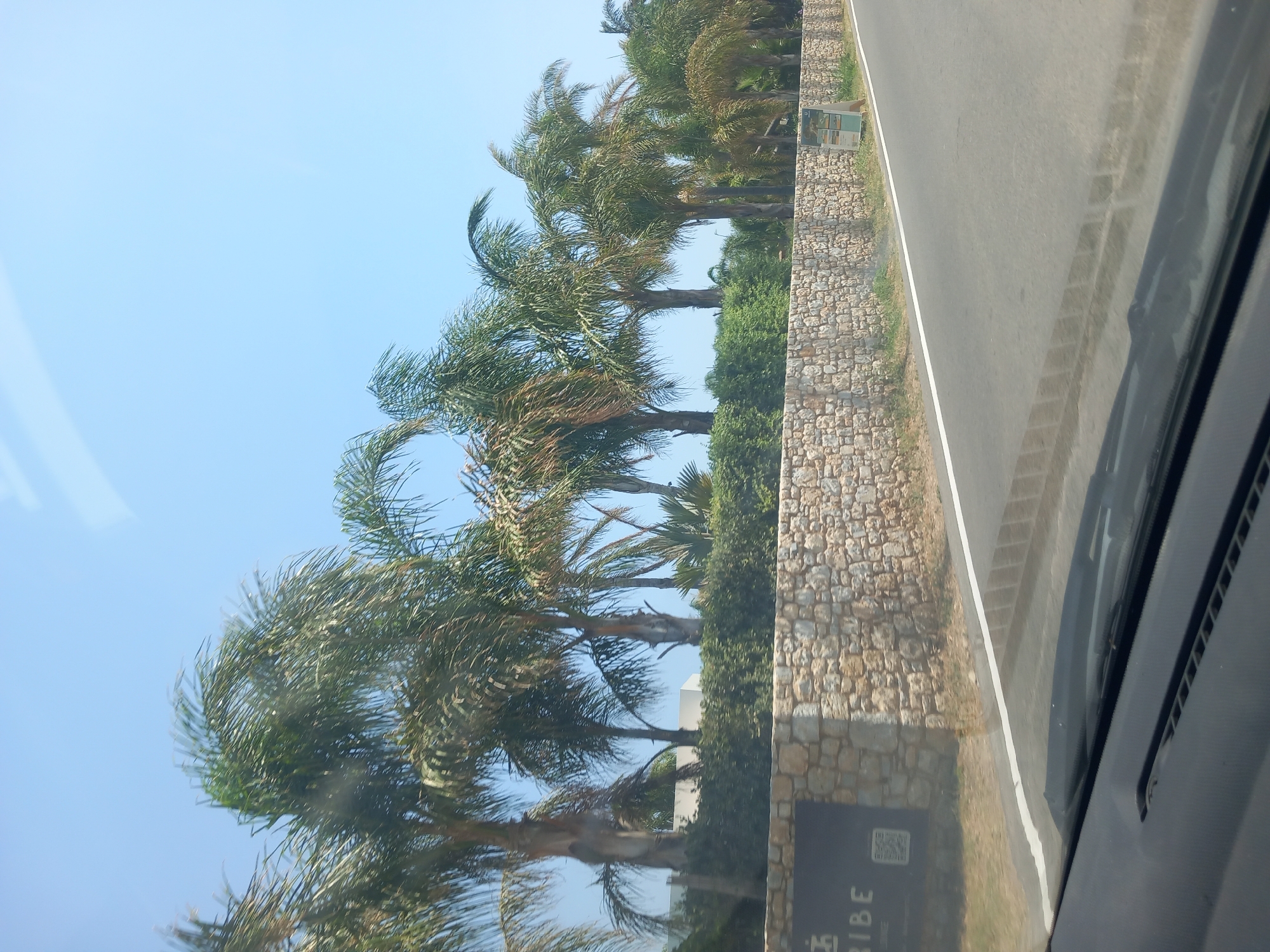 The image depicts a roadside view in Zipari, Greece, with a line of palm trees bordering a stone wall and a road. The sky is clear and blue. The stone wall is constructed from rough-hewn, light-colored stones. Behind the wall, lush green foliage and several palm trees with their fronds swaying are visible. One palm tree on the far left is closer to the viewer and has a dark, rectangular sign with a logo and text that appears to say "TRIBE". To the right of the stone wall, there is a white A-frame sign displaying information. The road in the foreground is asphalt with a white line marking its edge. The bottom of the image shows the dashboard and windshield of a vehicle, indicating the photo was taken from inside a car. The overall impression is one of a tropical or Mediterranean setting.