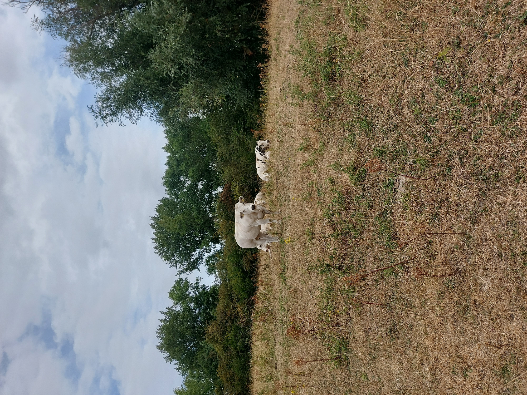 A herd of white and black and white cows are grazing in a dry, grassy field on a cloudy day. The field is located in Retranchement, Netherlands. The cows are standing and lying down in the field. The background of the image shows a line of trees and bushes. The sky is cloudy with patches of blue.