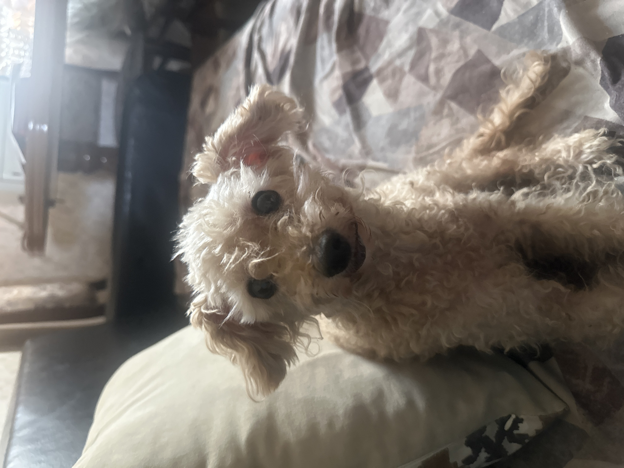 A light-colored poodle with curly fur is sitting on a bed. The dog is looking directly at the camera with a slightly tilted head. Its eyes are dark and round, and its nose is black. One ear is slightly floppy, while the other is more upright. The bed is covered with a patterned comforter in shades of brown and gray. To the left of the dog, a beige pillow is visible, partially obscuring the dog's body. In the background, a dark-colored couch is present, along with a wooden furniture piece. The lighting suggests an indoor setting, possibly during the daytime, with sunlight casting a glare on the right side of the image.