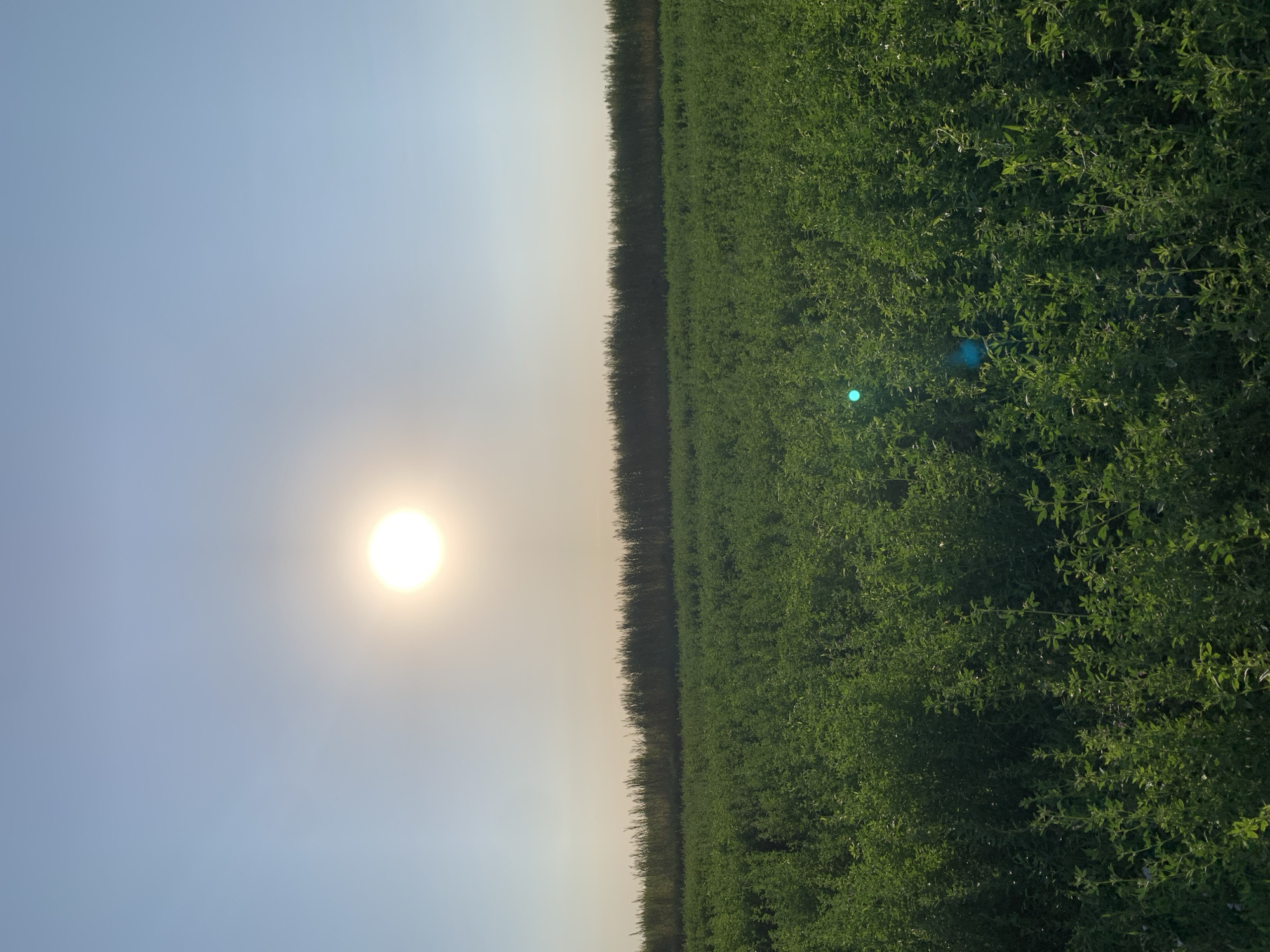 A wide shot captures a verdant field under a bright, hazy sky with the sun prominently displayed. The field, appearing to be agricultural, is dense with low-lying green foliage, stretching from the foreground to a dark line of trees in the distance. The sun, a luminous orb, is positioned in the upper left quadrant of the sky, its light creating a soft diffusion that lends a hazy quality to the scene. The sky transitions from a pale blue near the horizon to a lighter hue as it ascends. The image evokes a sense of openness and natural tranquility, characteristic of a rural or agricultural setting like that found in the vicinity of Komsomolskoe, Kyrgyzstan.