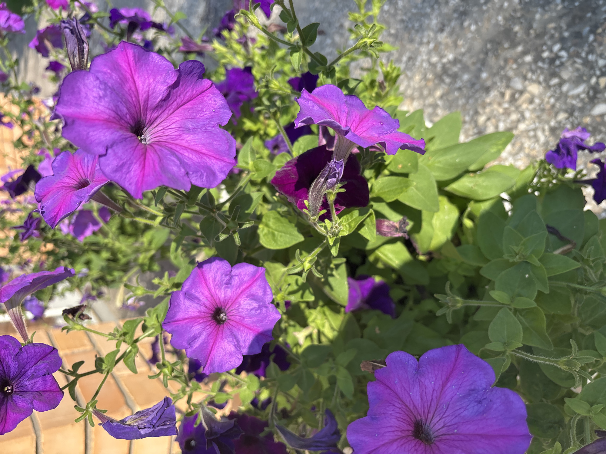A cluster of vibrant purple petunia flowers are in full bloom, their trumpet-shaped petals catching the sunlight. Some flowers are fully open, revealing dark centers, while others are still buds or slightly wilted. The plants are situated outdoors, with green foliage interspersed among the blossoms. In the background, a brick wall is visible, and the ground appears to be paved with a textured, grey material, possibly concrete or gravel. The scene suggests a sunny day in a garden or public space. This image is not located in Chaikovsky, Russia.