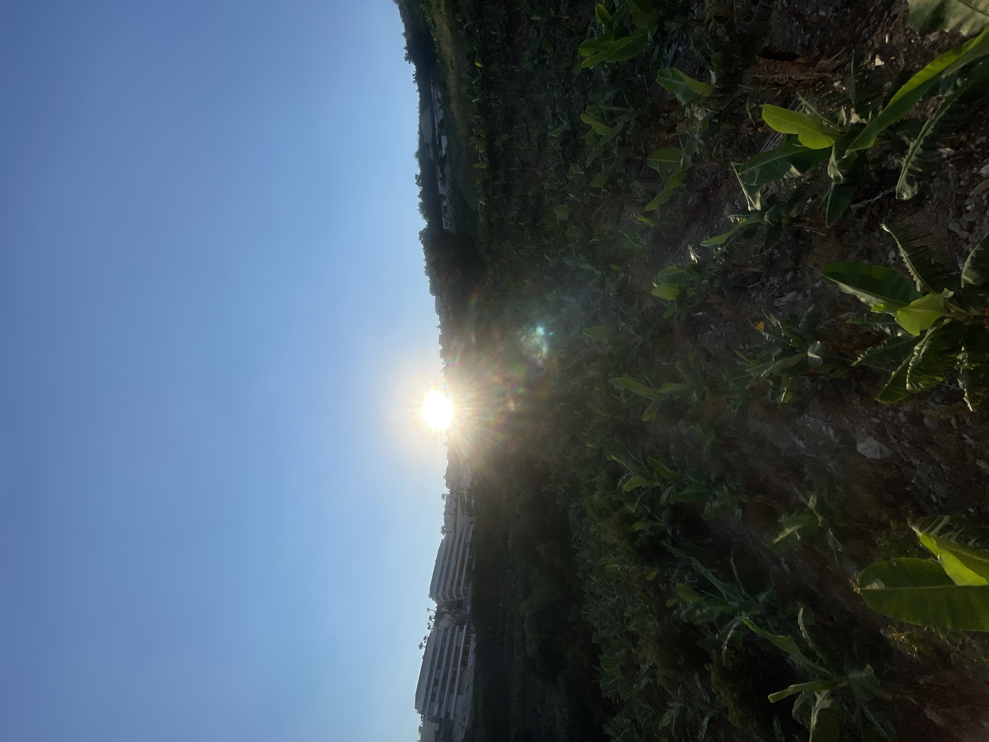 The image captures a sun-drenched hillside in Alanya, Turkey, with the sun prominently positioned in the center of the frame, creating lens flare. The hillside is covered in lush green banana plants. In the background, modern buildings with multiple balconies are visible on the upper part of the hill. The sky is a clear, bright blue. The foreground shows rows of young banana plants growing on a steep, rocky incline. The overall scene suggests a rural or agricultural area integrated with residential development, bathed in the warm light of the sun.
