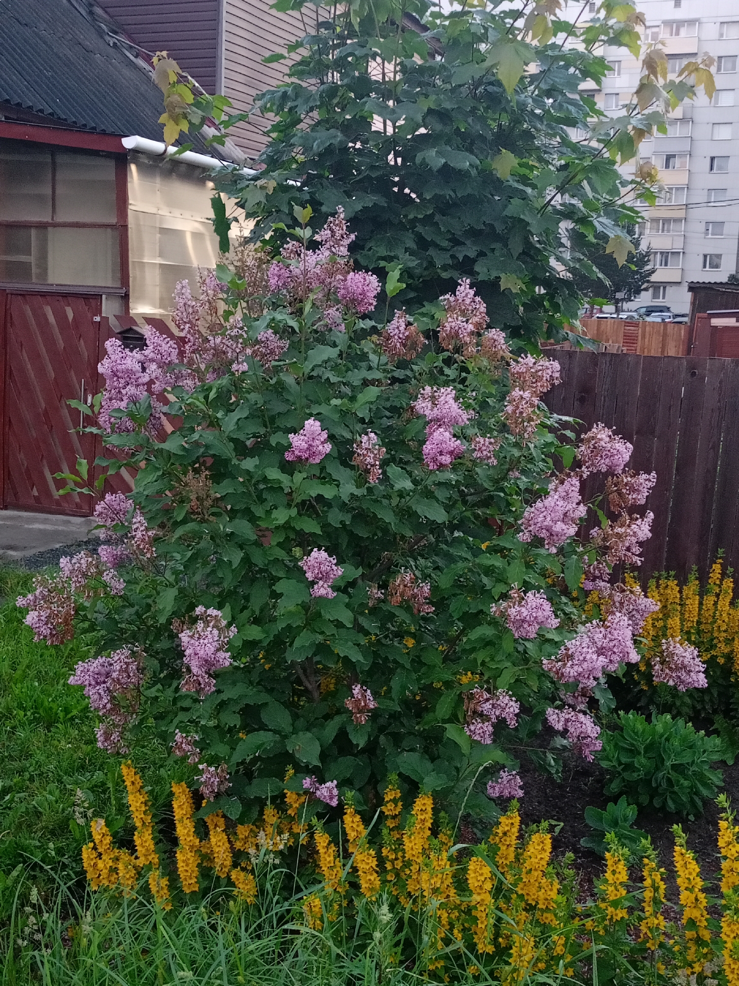 A lilac bush with pink flowers is in the center of the frame, surrounded by green foliage. In front of the lilac bush, there are yellow flowers with tall stalks. Behind the lilac bush, there is a wooden fence and a building with windows. To the left of the lilac bush is a portion of a red wooden door and a roof. The scene appears to be outdoors in a residential area.