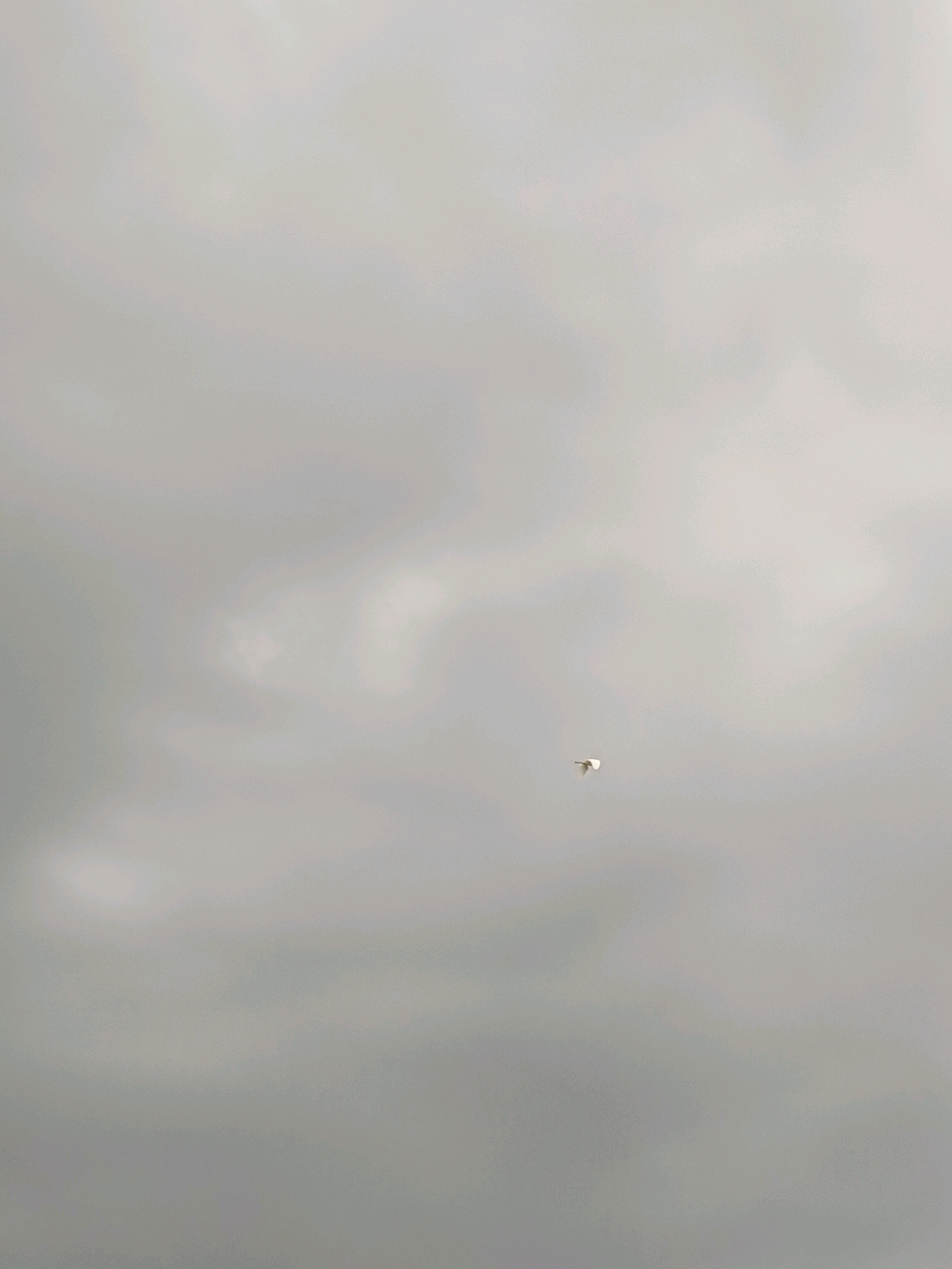 A solitary white bird is captured mid-flight against a muted, overcast sky. The bird is positioned slightly off-center in the lower right quadrant of the image, appearing as a small, bright contrast to the uniformly grey backdrop of clouds. The sky is filled with soft, diffused light, with subtle variations in tone suggesting the texture of the clouds. The image does not provide any discernible details of the city of Nagpur, India.