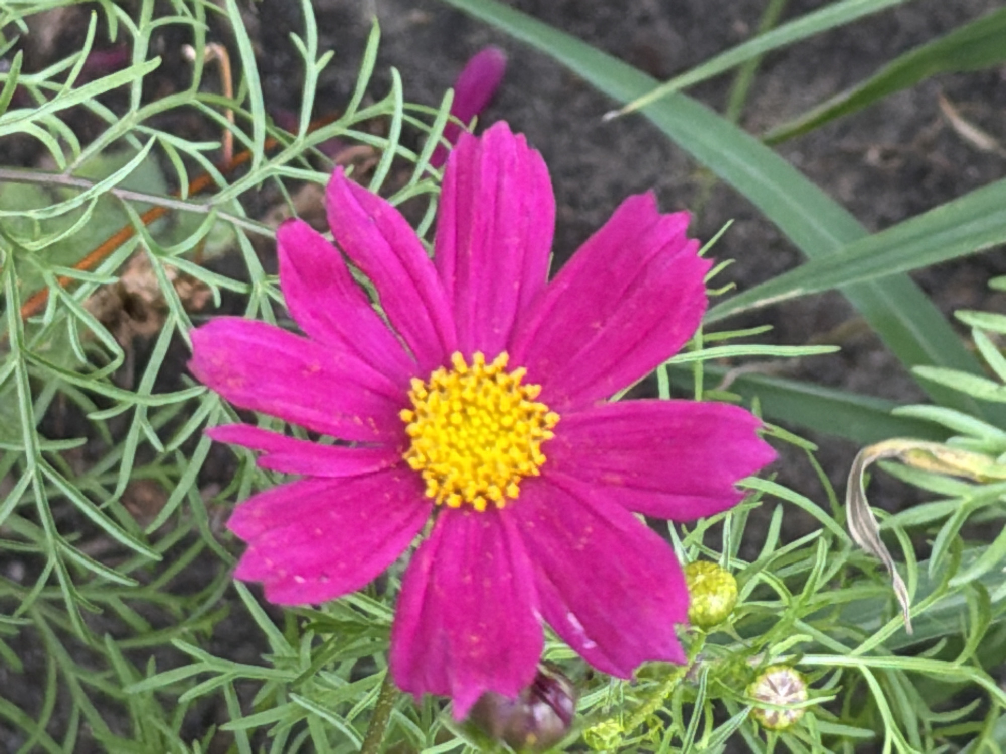 A close-up, eye-level shot captures a vibrant fuchsia cosmos flower in full bloom. The flower's center is a bright yellow, creating a striking contrast with its petals. The petals, tinged with darker hues at their edges, are delicately shaped and slightly curled. Surrounding the flower is a dense bed of feathery green foliage, interspersed with several unopened flower buds, some a light green and others a deep purple. A single, withered brown leaf hangs limply amidst the green. The background is a blur of dark soil and the tips of longer, grass-like green leaves, suggesting an outdoor garden setting. The lighting appears to be natural, possibly indicating daytime with diffused sunlight, as there are no harsh shadows. The image conveys a sense of natural beauty and the quiet growth of flora. No people are visible, nor is there any text in the image.